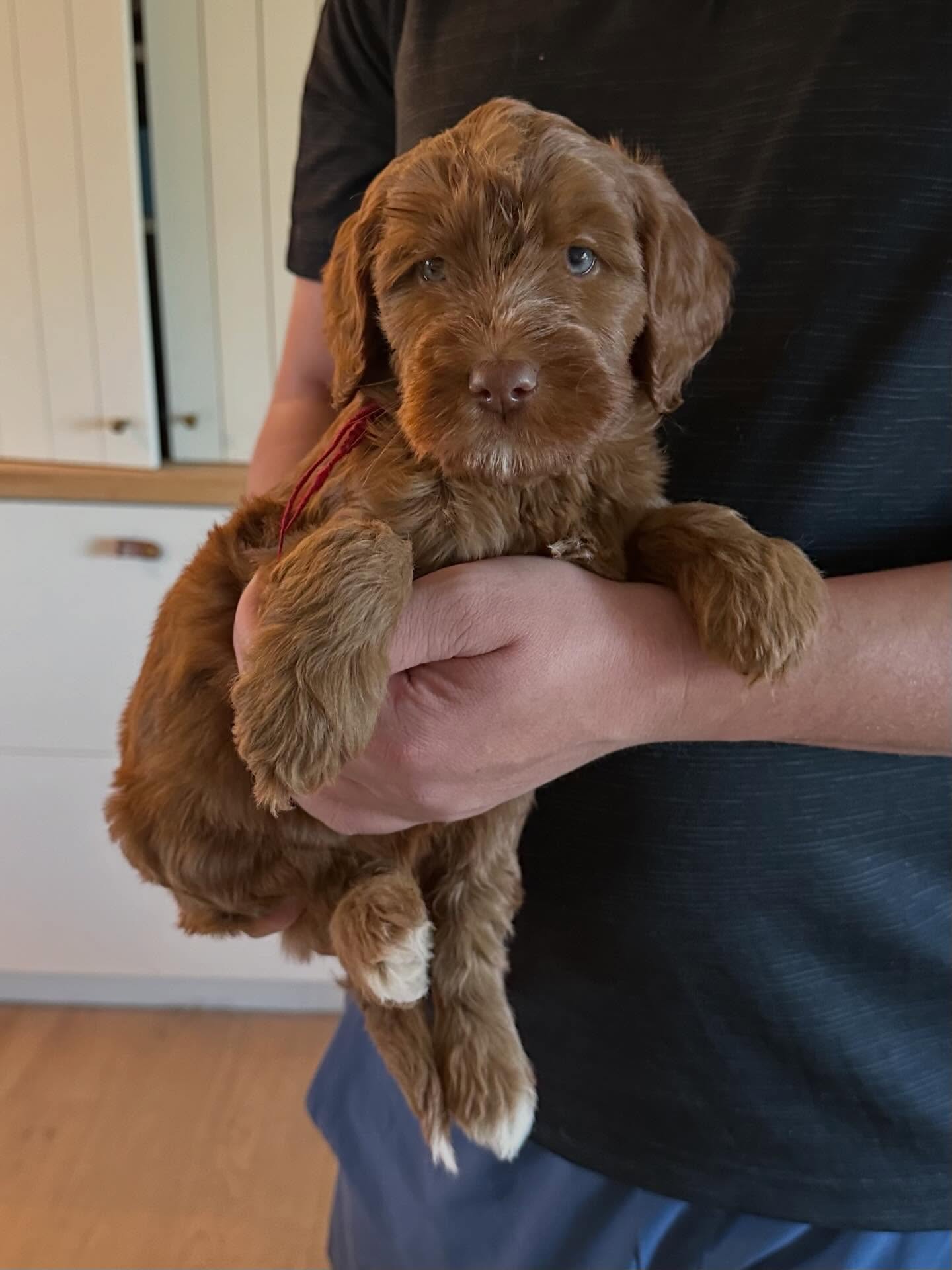 This is Janie!! Janie is one smart cookie and already knows her sit command! Sheโs a fast learner and a cuddle bug tooโค๏ธ Janie is available!