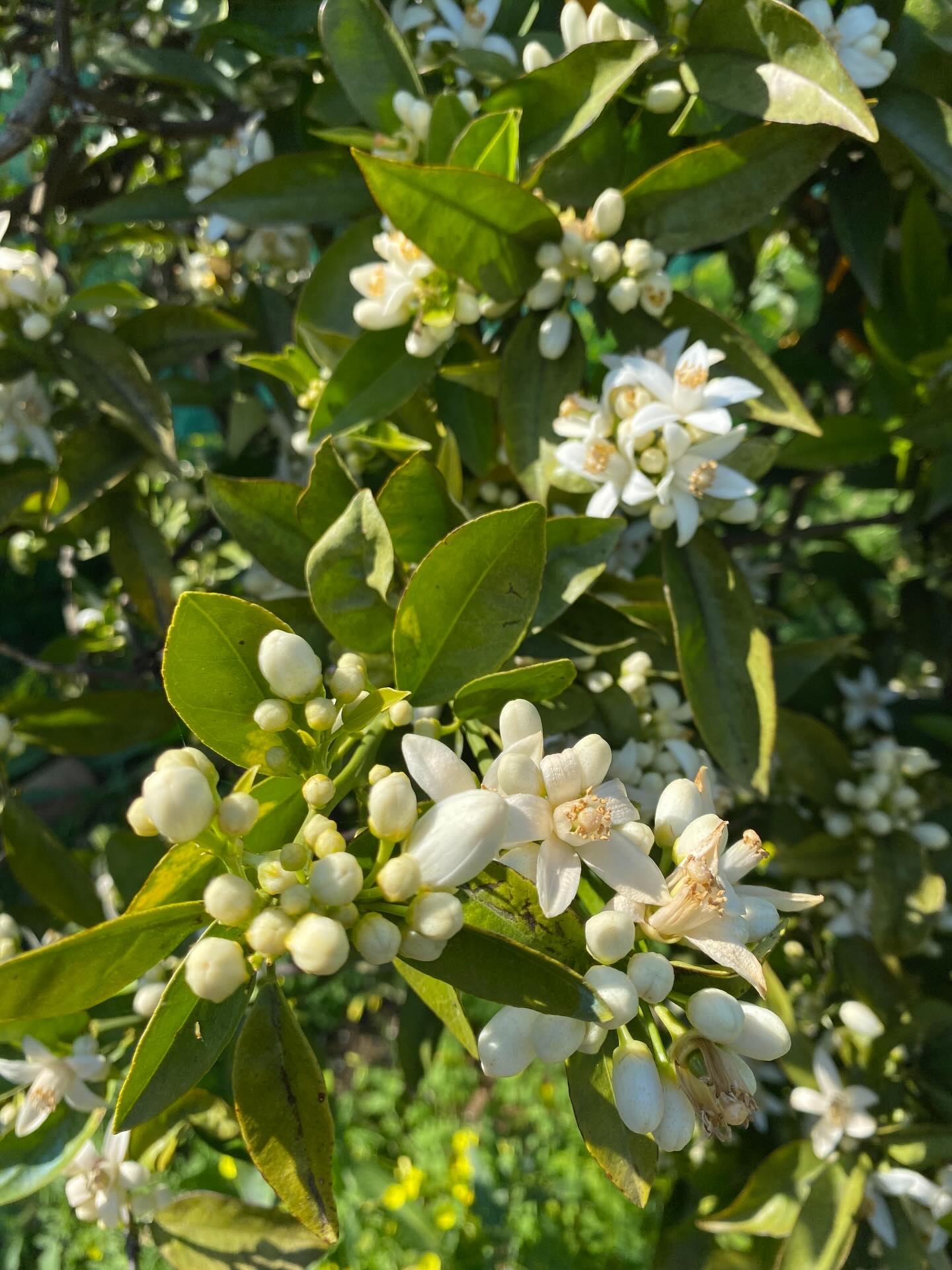 #spring #blossom #oranges #vitaminc #freshfromtheorchard