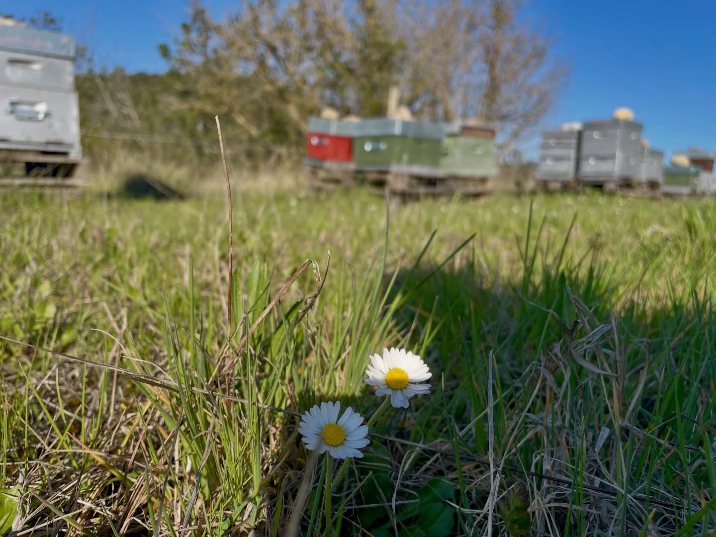 Hello Printemps !! 🌸☀️🐝