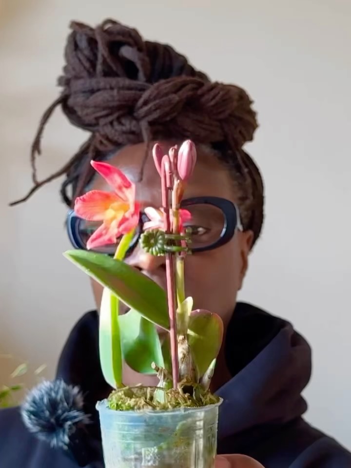 SOOS haul highlight: Cattleya Tangerine Fire in bloom
Featuring Cattleya Tangerine Fire ‘Mini Sun’ from @crystalstarnursery
#OrchidLovers
#OrchidBloom