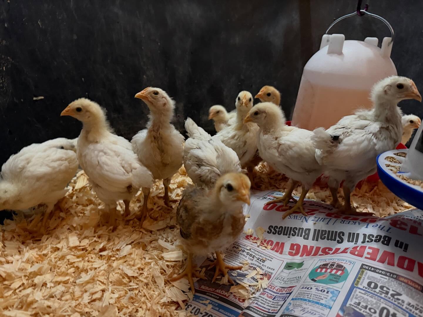 Our chicks are growing like dinosaurs & changing fast