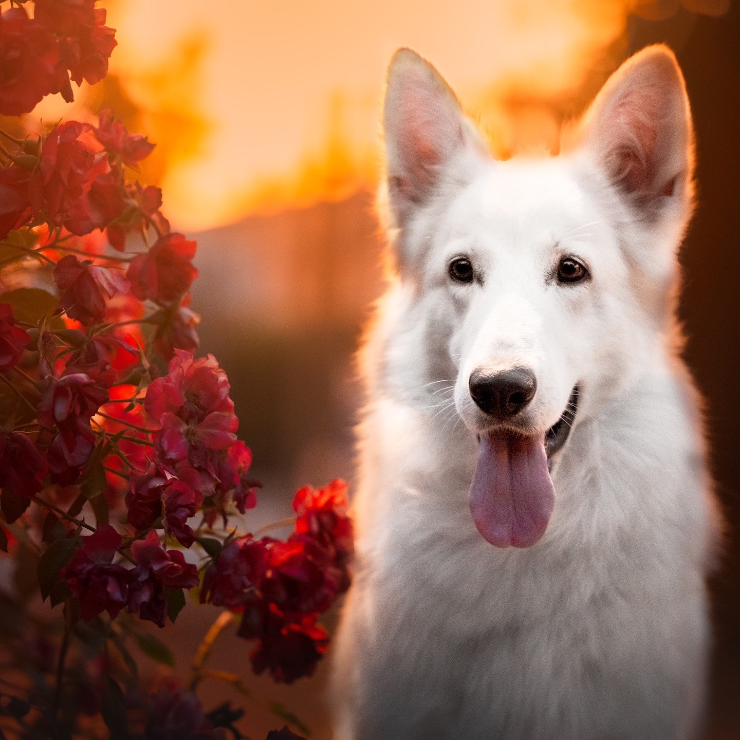Llevo unas semanas tan ocupadas que no he podido ni pasarme por aquí para publicar nada😵💫
La verdad que la Expo de Ciudad Real fue muy bien y nos lo pasamos genial con mucha gente que pudimos conocer allí y desvirtualizar por fin🥹
Además, pudimos hacer alguna sesión en exterior como está de Pastores Suizos y quedaron Preciosas!❤️🔥
🪄Fun fact: Esta foto fue tomada a las 21:45h de la noche y era MUY oscura, desliza para ver la foto original🤯
📸Si estas interesado en reservar una sesión perruna conmigo mándame un mensaje privado!📩
#swissshepherd #swissshepherdsofinstagram #swissshepherddog #pastorsuiço #pastorsuizoblanco #pastorblancosuizo #perrosespaña #perrosbarcelona #sesionperruna #fotografodeperros #dogphotographer #nikonz6ii