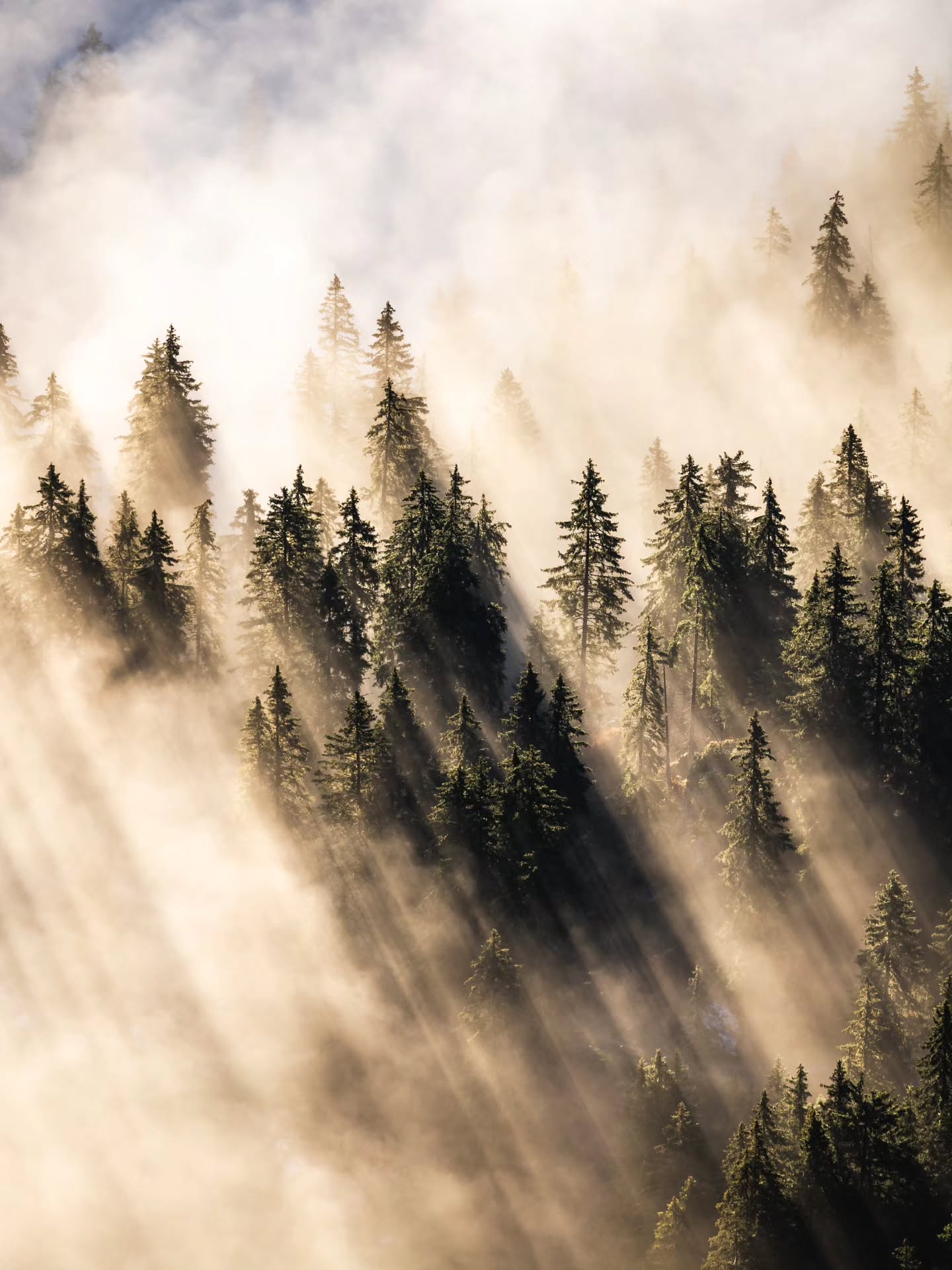 Painted by fog and light
#fineart #photography #tree_magic