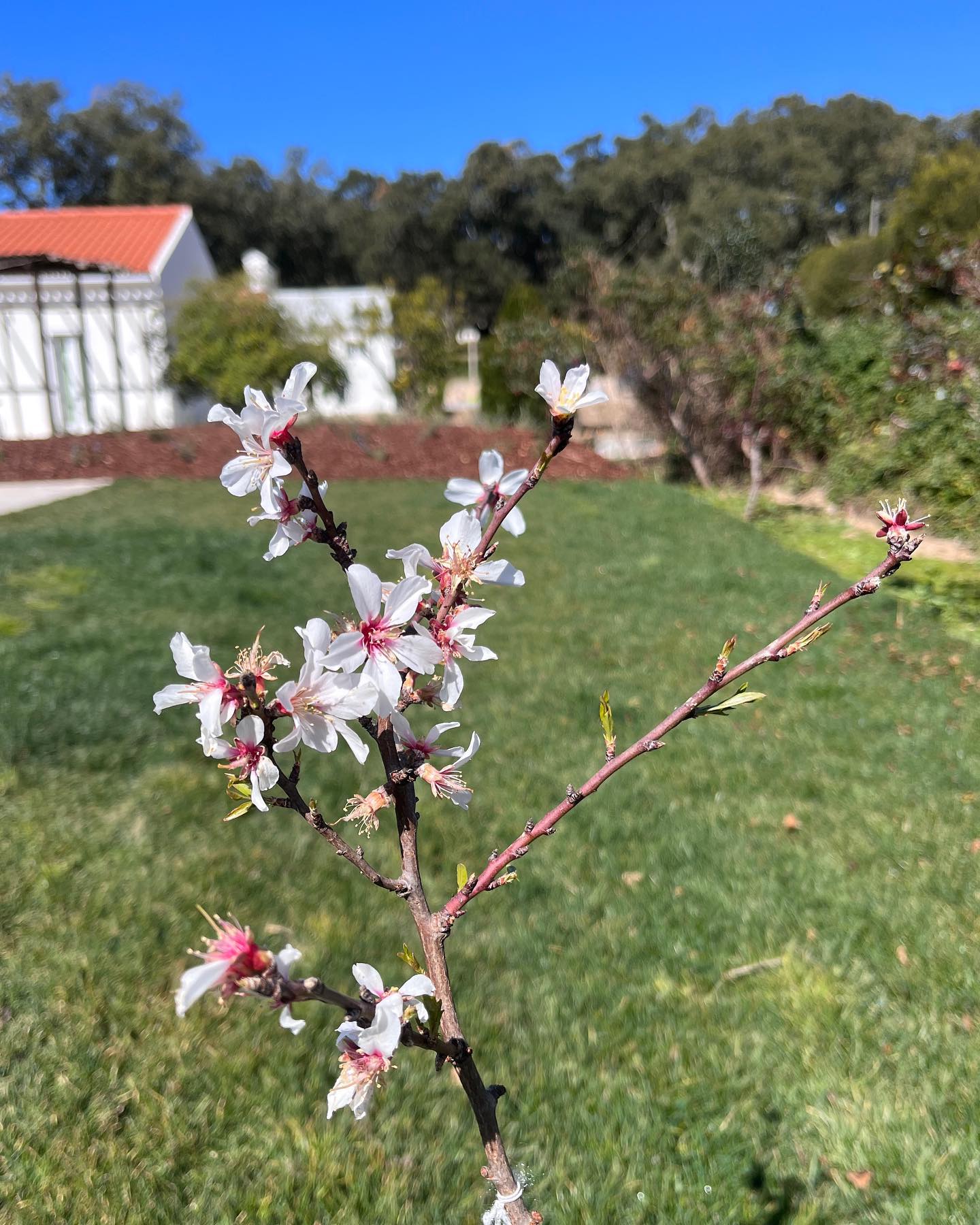 Na obra, já se sente a chegada da Primavera...
#privategarden #rural #landscapephotography #landscapearchitecture #alentejo #paisagem #arquiteturapaisagista #territorioperiferico