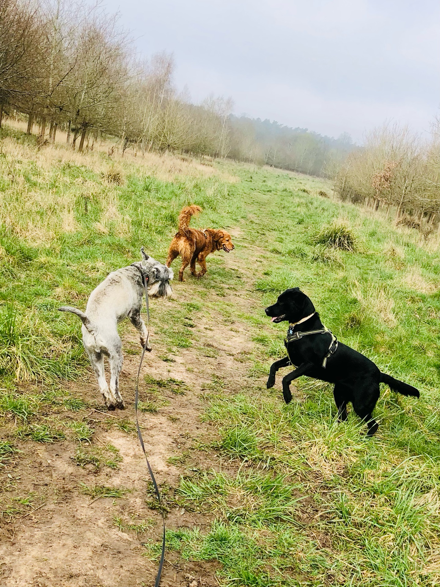 😁😁😁
If your dog would like to have a walk with us then contact us at www.ardendogwalking.co.uk and check out our half-day experience.
#ullenhall #tanworthinarden #hockleyheath #henleyinarden #dog