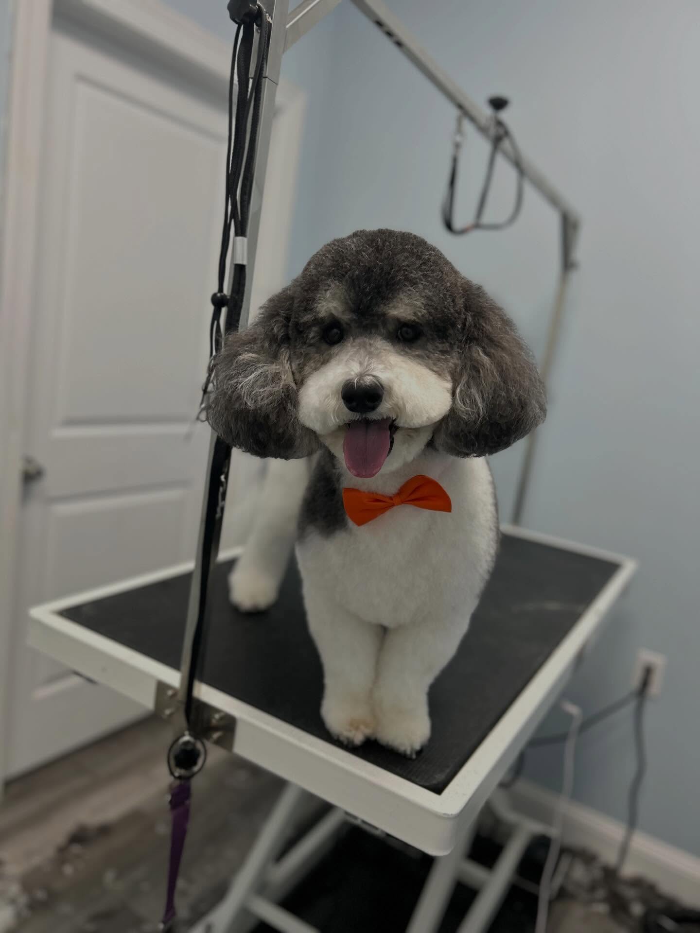 Oreo 🧸
#teddybear #doggroomers #doddle #dogsofinstagram #dogsalon