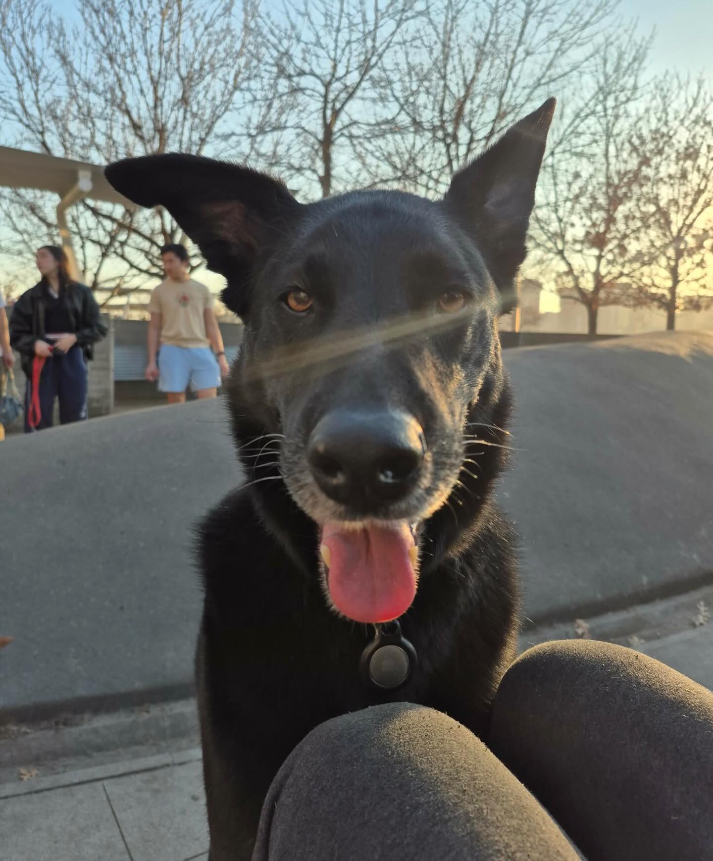 Who needs sunshine when you have this smile? ☀️
#dogsofallboroughs #germansheperdmix #wolfdogmix #dogsoflongislandcity #dogsofnyc