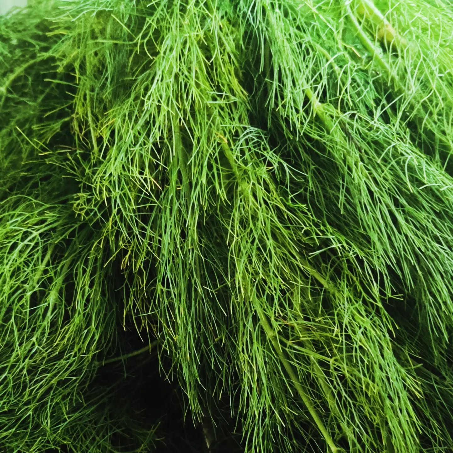 Quando se tem muitos ramos de funcho, cria-se pesto.
Exactamente como o pesto clássico de manjericão, mas com os ramos de funcho.
O funcho apresenta alto teor de vitaminas e minerais sobretudo se seco (maior concentração de nutrientes). Apresenta quantidade importante de proteínas, fibra e compostos fenólicos (antioxidantes). Contudo, ao ser consumido em pequenas quantidades, fornece estes nutrientes em quantidades residuais não constituindo uma fonte primária para os obter.