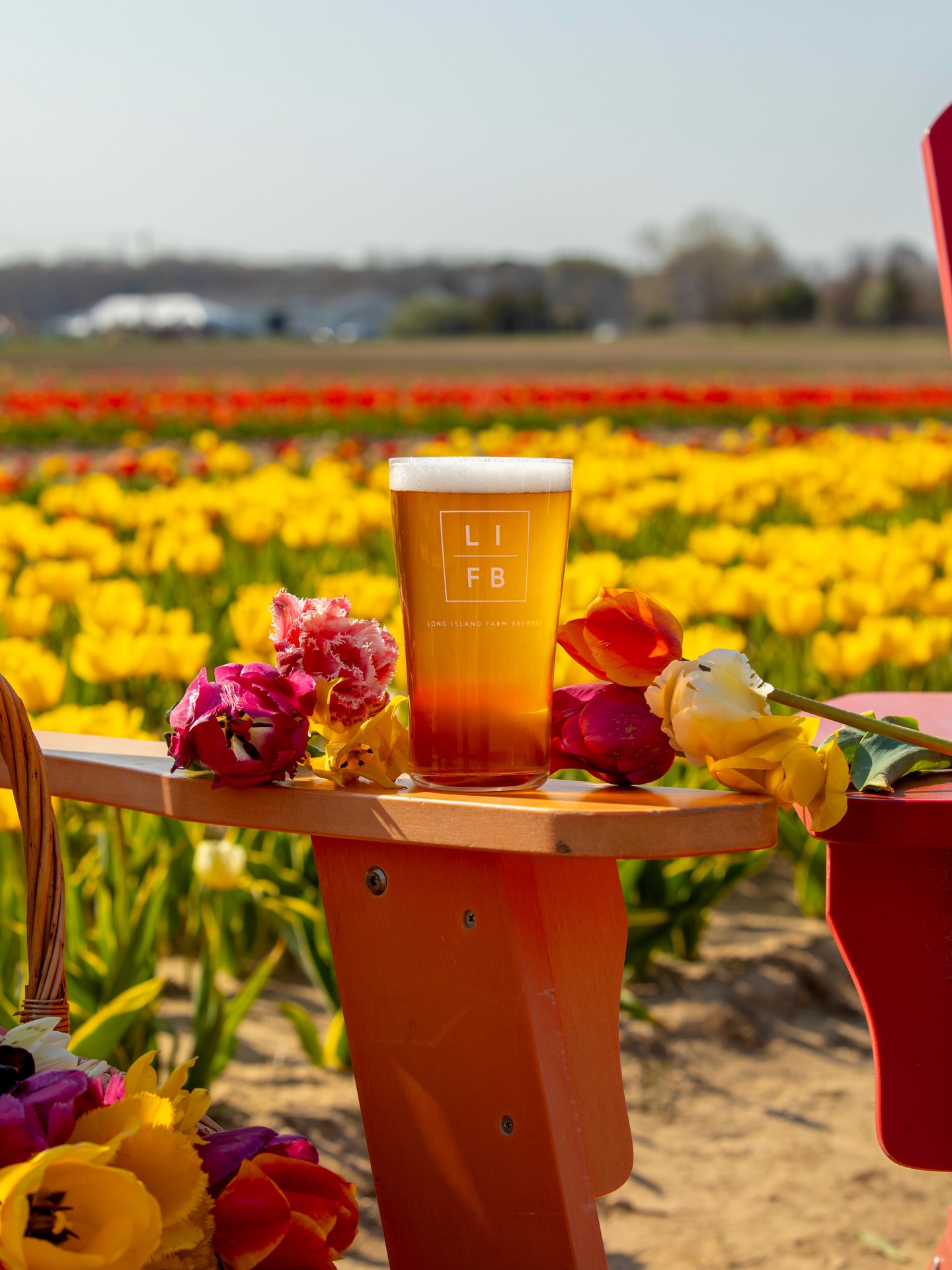 From cold days to blooming fields 🌷 Spring will be here before you know it, which means TULIP FESTIVAL at Waterdrinker is around the corner!! We’re expecting the tulips to start blooming around April 18th (all up to Mother Nature though). So keep your eyes open 👀, these views & Tulips Fest Dutch Pilsner will be back before you know it.
Tickets for the Tulip Festival are available online now at water-drinker.com 🎟️