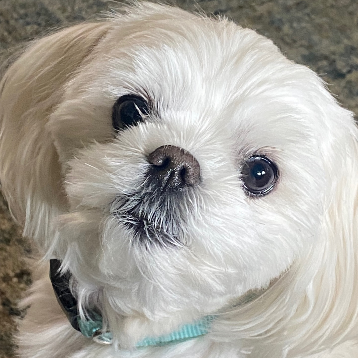 Got to meet Max the Maltese today! 🩵
We are booked into the summer months now, contact below for availability!
🐾 Boerne Pet Sitting
📍 Boerne - Fair Oaks Ranch - Dominion - Leon Springs
📱 DM to request dates or message 830-837-3135
#boerne #petsitting #dogboarding #maltese #boernetexas