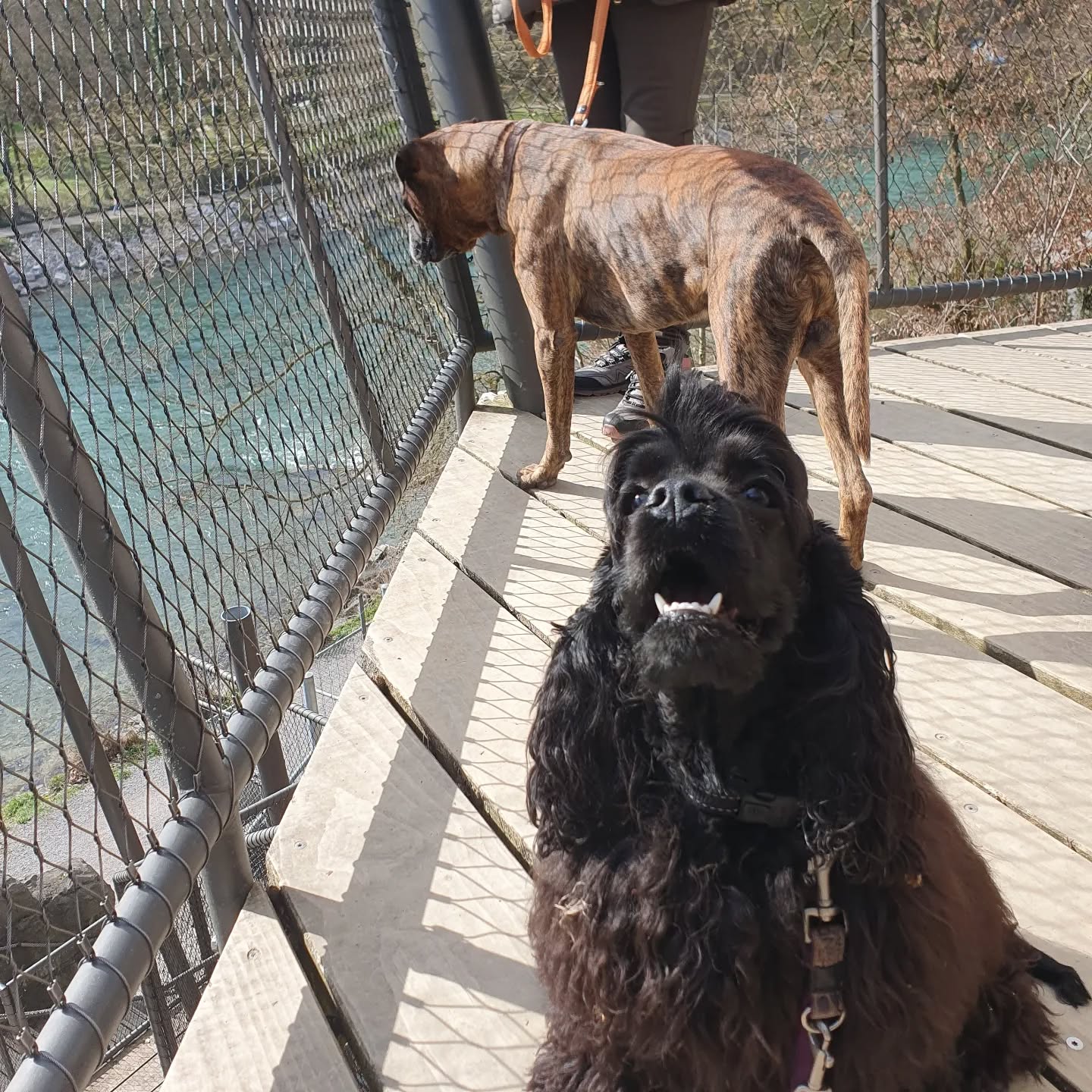 Lucy war heute mit der Avance Hundeschule im Dälhölzli. Sie hat es super gemacht 😊
#americancocker
#cockerspaniel
#dogschool