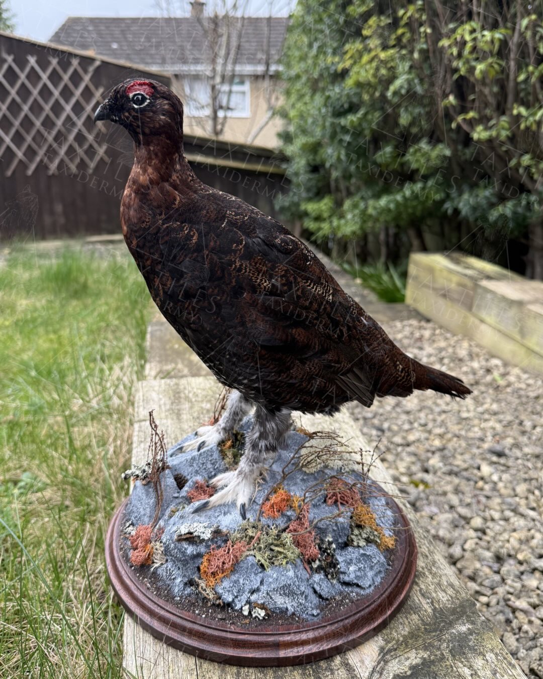 “Gilbert” the famous grouse now all mounted ready for the customer. Customer requested the grouse to be mounted just like the famous grouse “Gilbert” is posed on the bottle. Complete with full groundwork and a lovely dark stained oak routered base made by @ian_rosie
#grouse #taxidermy #gamebirds #wildlife #nature