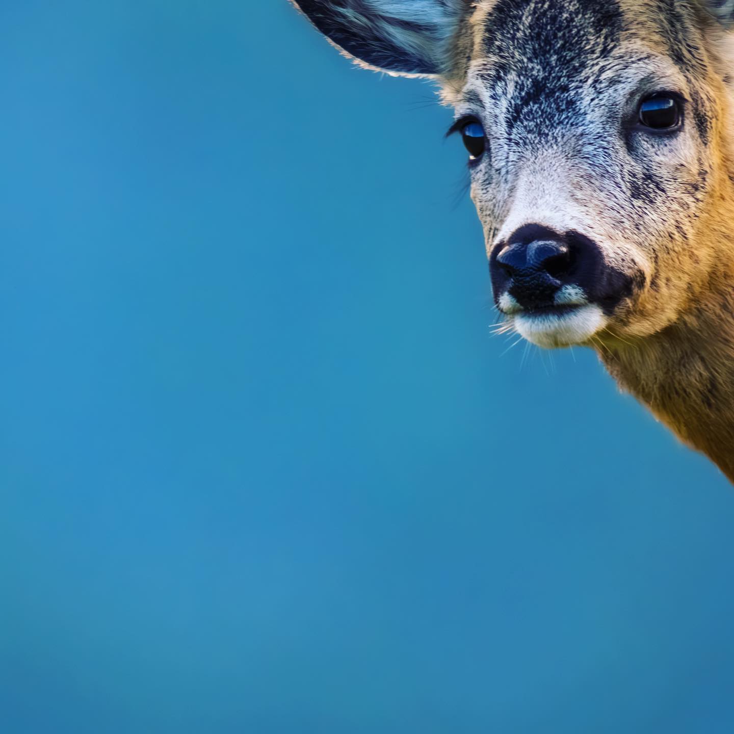 #wildlifephotographer #wildlifephotography #wildlife #animalphotography #nature #naturephotography #natgeo #photography #libreetsauvage #lumixfr #sigmafrance #mercantour #alpesdusud #chevreuil
