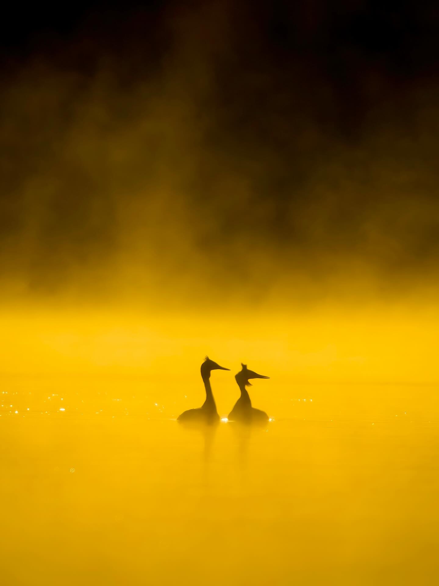 Die Balz der Haubentaucher ist eines der elegantesten Natur-Schauspiele Europas – fast wie ein perfekt einstudierter Tanz auf dem Wasser.
Wenn sich zwei Haubentaucher füreinander interessieren, beginnt ein faszinierendes Ritual:
Beide schwimmen einander gegenüber
Sie schütteln synchron ihre Köpfe
Dann kommt der Höhepunkt: Sie richten sich fast senkrecht im Wasser auf, Brust an Brust
Dabei paddeln sie heftig mit den Füßen – fast wie kleine tanzende Pinguine 🐧
Dieses Verhalten nennt man oft den „Pinguintanz“ oder „Balztanz“.
