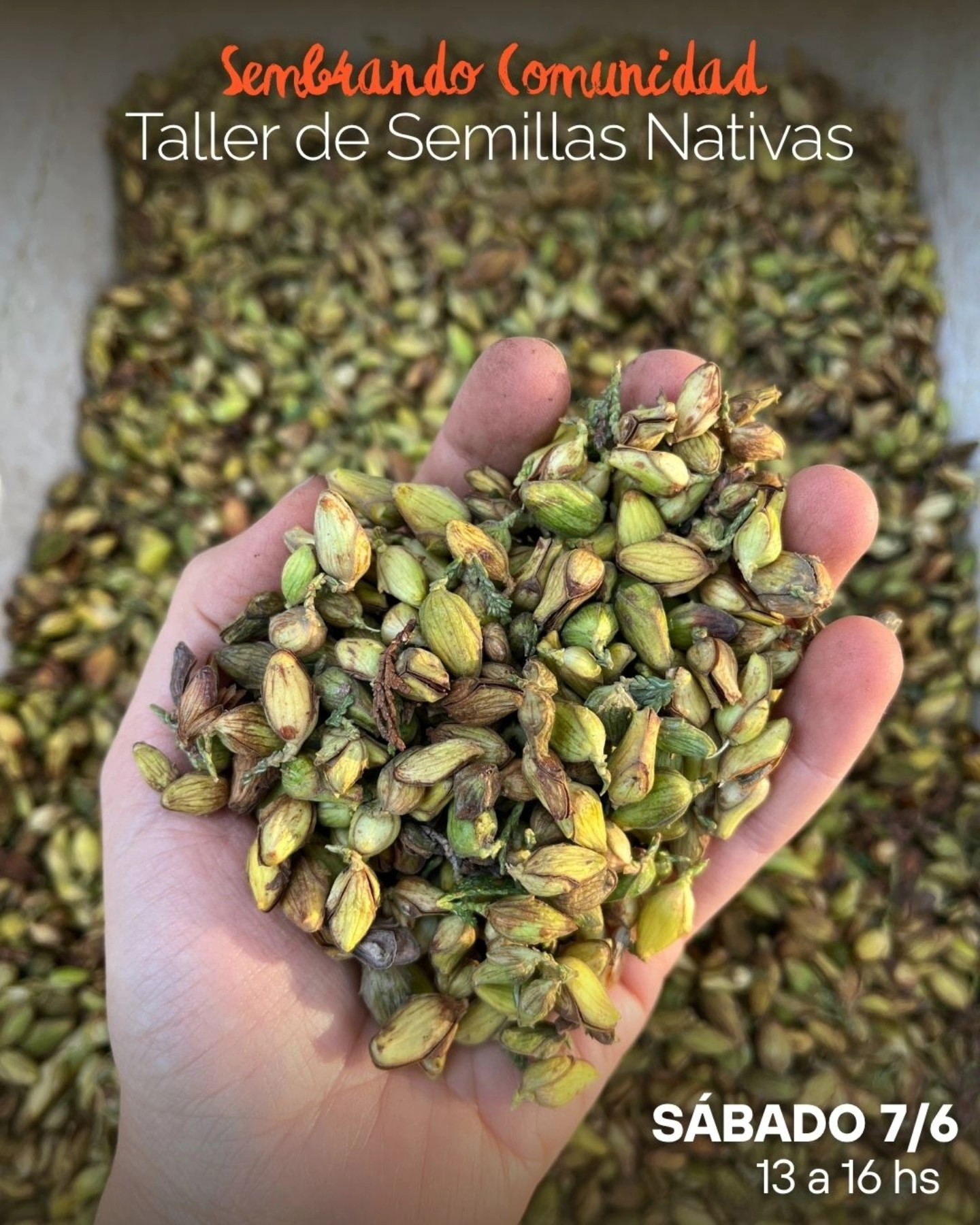 Taller de semillas de plantas nativas 🌱
Este sábado 7 de junio de 13 a 16 hs te esperamos en la huerta para compartir este taller a cargo de Gabriela Eggui, Técnica Viverista de la UNRN.
Hablaremos sobre cuidado, tratamiento pregerminativo y propagación de semillas nativas, planificación hasta llevar a campo y aplicación en reforestaciones.
📍Charcao 242, Barrio Frutillar
🕑 De 13 hs a 16 hs.
🍫 Traé tu vaso y si querés algo para compartir la merienda, nosotros preparamos el chocolate caliente.
🧡 Jornada abierta y sin inscripción previa.
Te esperamos! 🌱
