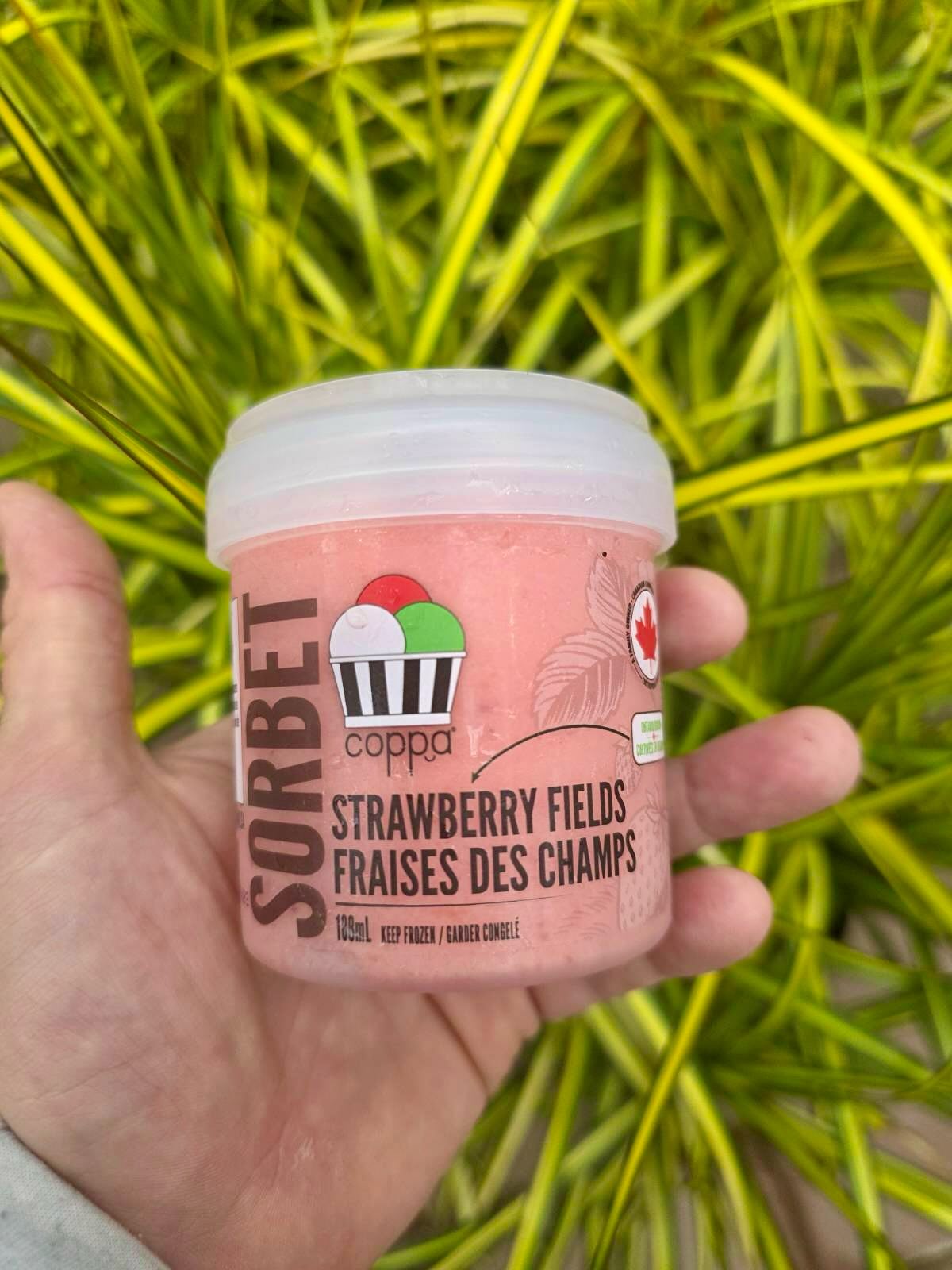 Now available at Heeman’s! 🍓
Two mouthwatering sorbets made with delicious Heeman’s berries! Strawberry Fields + Raspberry Lemonade.
Go grab a few today (and don’t leave without plants). 🌿