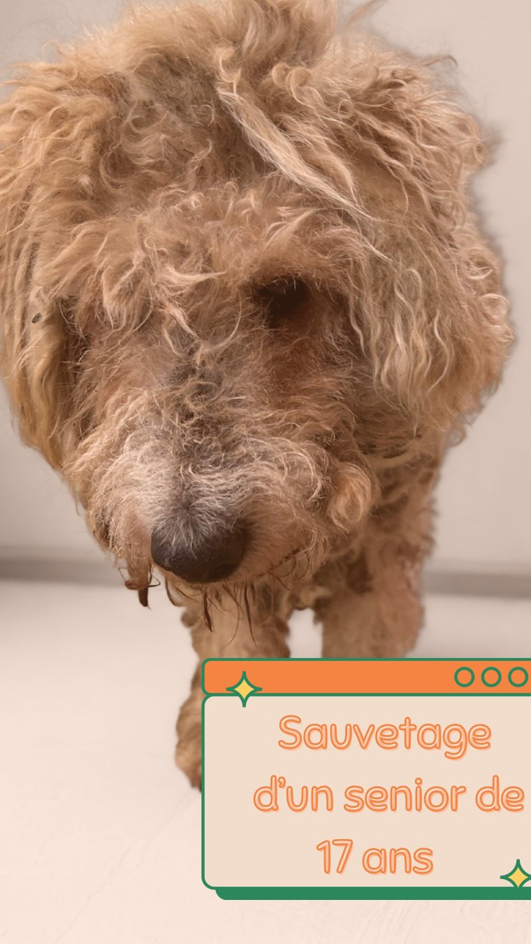 ✨ Aujourd’hui, je vous partage le toilettage un peu particulier de Gold un ancien chien de chasse de 17 ans qui avait bien besoin d’un nouveau départ...
Sa nouvelle maman l’a récupéré dans un très mauvais état et je suis ravie qu’elle ai fait appel à moi pour soulager ce petit papy adorable ❤️
Au programme : une tonte complète pour laisser respirer la peau, un bon shampoing pour enlever les puces et assainir la peau, et un toilettage adapté à son rythme et son âge ! 🐾
Donc pas de séchage aujourd’hui pour ce loulou pour ne pas l’épuiser 🫶🏻
C’est aussi ça le toilettage à domicile, s’adapter à l’animal et penser à son bien-être avant l’esthétique pure ✨🐶
Dis moi ce que tu penses de cette transformation en commentaire ! 🩷
Toilettage pour chien, toilettage à domicile, bien-être animal, vieux chien, transformation
#toilettagedomicile #bienetreanimal #vieuxchien
moins