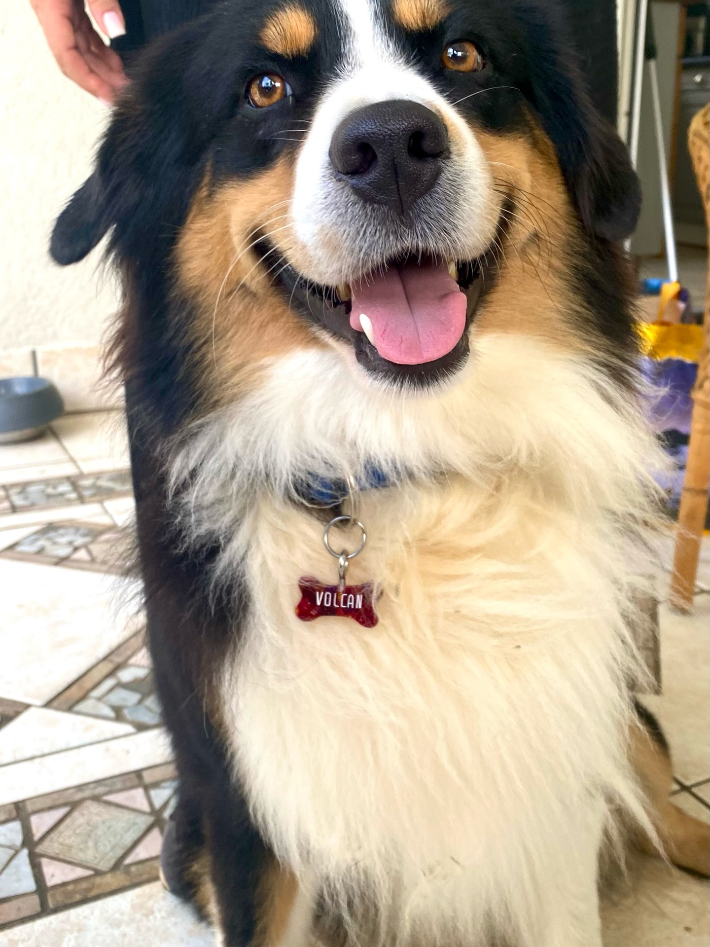 Un client satisfait et… démonstratif 😂🐾
Pendant que le véritable volcan nous fait son meilleur spectacle, le volcan le plus doux que j’ai rencontré me fais des bisous ! 😘
Si tu veux aussi rendre ton chien heureux tu sais quoi lui offrir 😏❤️