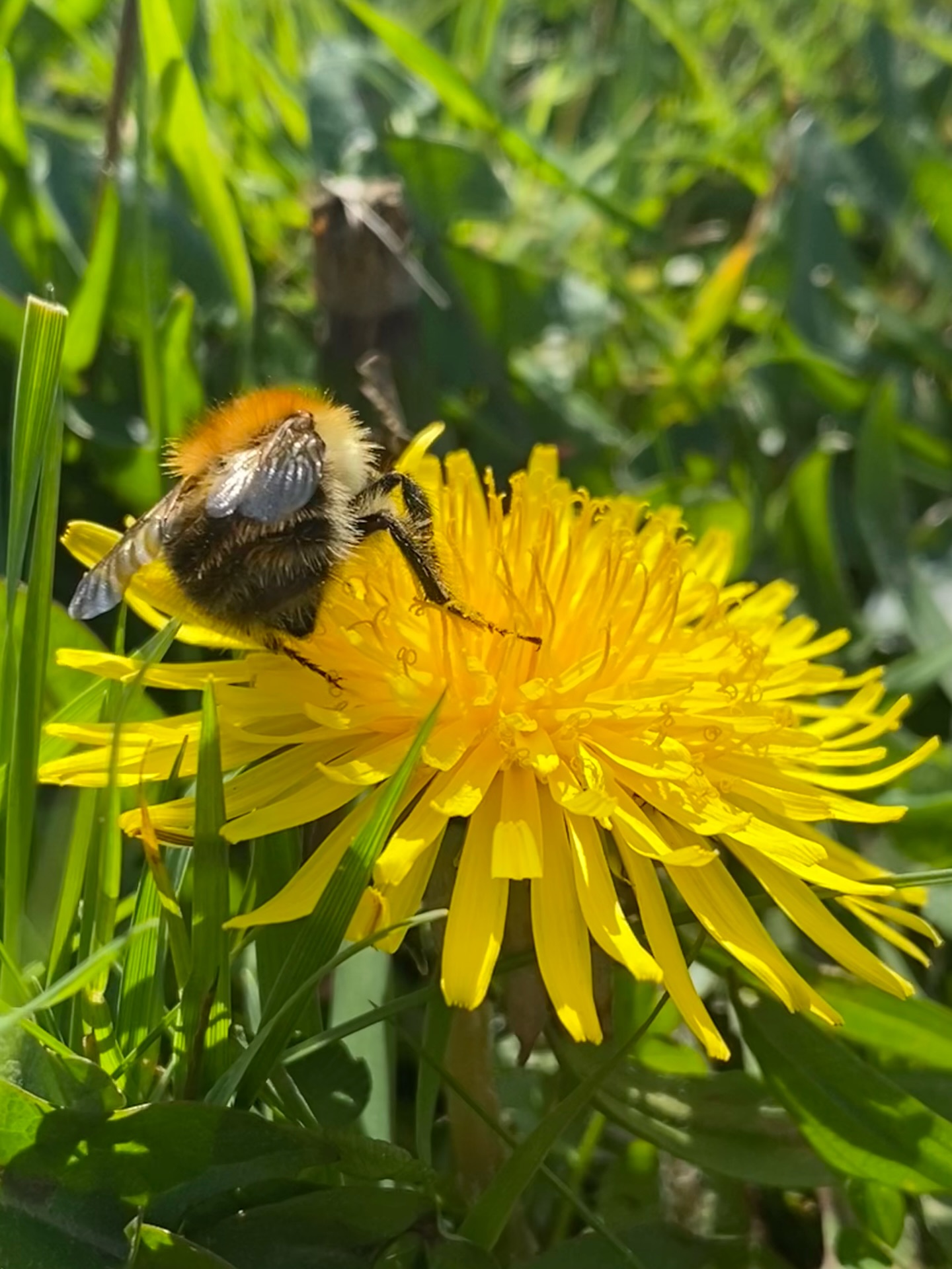 First Beewalk of the year today. There isn’t a huge amount of food available at this time of year for the bees.
This little common carder bumblebee managed to find a solitary dandelion though, providing essential early spring fuel and giving her the energy to look after her nest.🐝
#bumblebees🐝 #dandelions #feedthebees #pollinators🐝 #wildflowersofinstagram