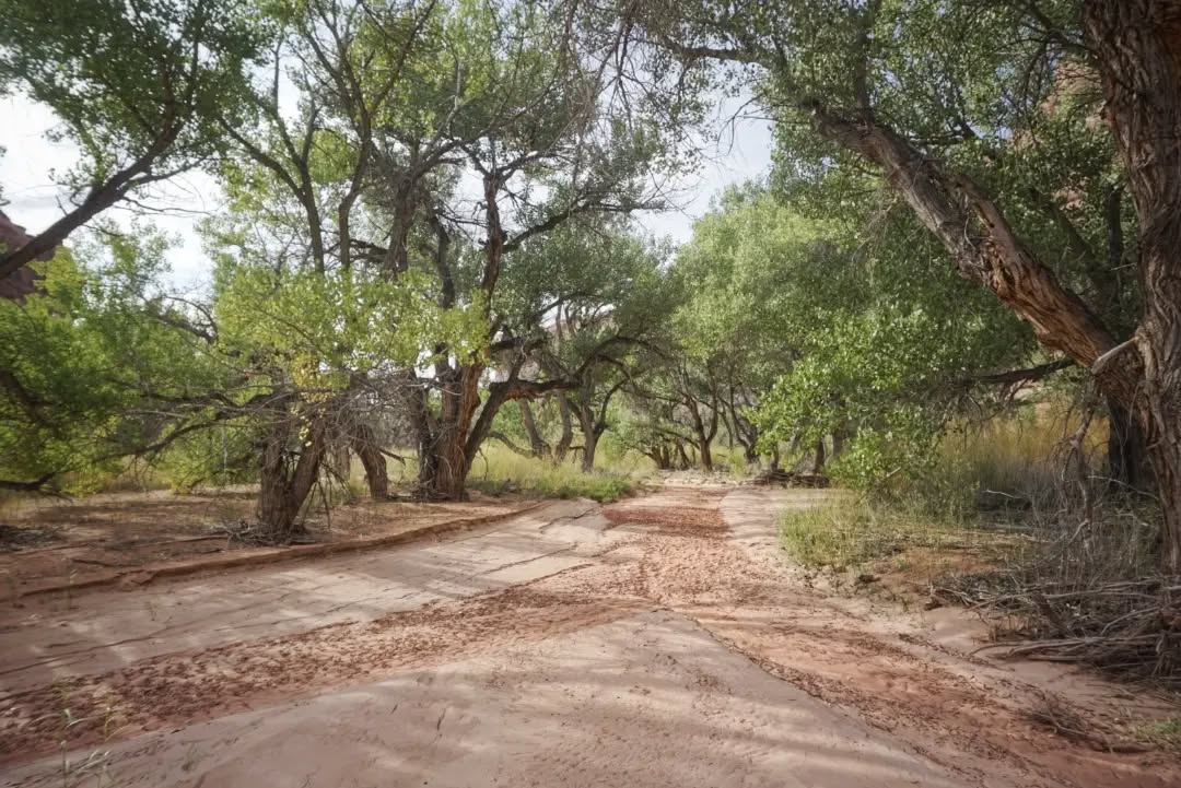 Hayduke Trail Day 2 || Arches National Park to Moab
Today felt like the start of the real Hayduke. The training wheels were gone. Time to meet the desert.
Immediately the route descended into a deeper canyon. After a costly detour trying to keep my feet dry, I finally plunged in and followed the route as described. The day constantly shifted between fairly steady miles across dry wash, and tedious routefinding through thick vegetation and muddy water. Every time I looked up however, I was awestruck by amphitheaters of red sandstone. Eventually the canyon spit me out at the road north of Moab, where I walked back into town to grab a site at the town campgrounds and nurse my soaked feet.
As I sat by my tent I was approached by a fellow camper who asked if I was thru hiking. We mediately got to chatting about the hayduke and the CT and my other plans for this fall. I even got a meal and beers out of the deal! Thanks Flash (AT, CT) for a great night in Moab! Fellow former thru hikers get it.
#thruhike