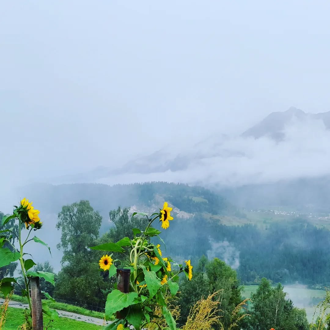 Blumige Sonne an diesem Regentag in Stierva. 🌻 Gegensätze machen unser Leben farbig...
Welchen Gegensätzen begegnest du heute?
#uts #stierva #🌻 #💧 #graubünden #jedertagkannschönsein