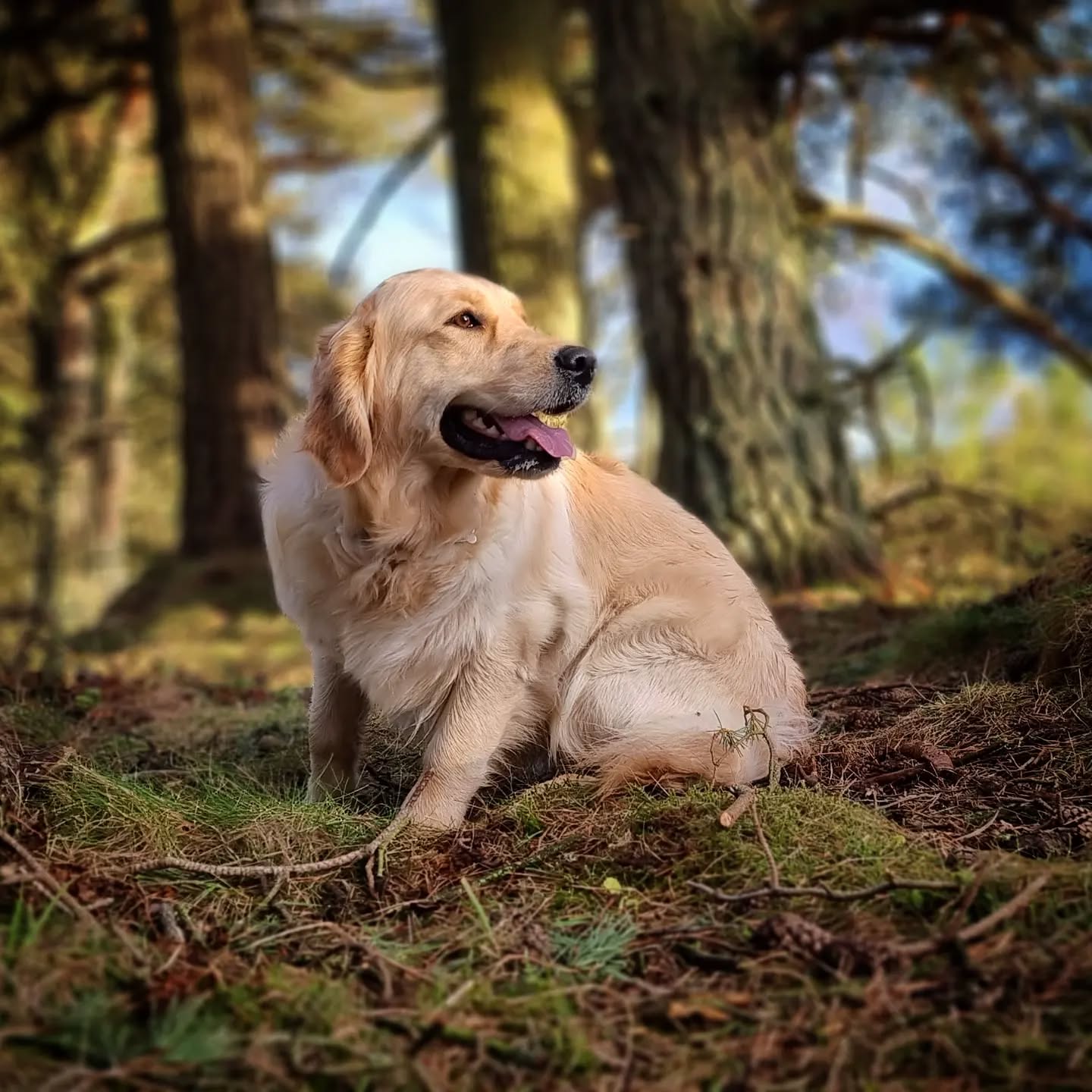 Rosie
#Rosie #goldenretriever #goldenretrieversofinstagram #goldenretrievers #retriever #retrieversgram #dogsofinstagram #dogsofinsta #instadogs #dogphotography #dogs_of_instagram #dogsofinstaworld #dogstagram #dogsofig #instagramdogs #dogs #dogoftheday #adventurewithdogs #goodgirl #happy #lovedogs #doglover #doglife #dogsdaily #dogwalking #doggy #happydog #instadog #Instagramdog #dogscorner