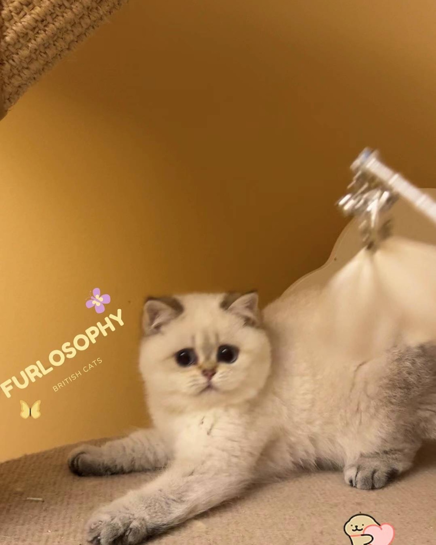 Screenshots from video🩷
She got that perfect face I always dream abt.
Carrier of dilution, chocolate, cinnamon and longhair
🐼Furlosophy Tinker Bell🧚🏼 aka. Chubby panda)
#britishshorthair #goldenpoint #ny2133 #金点 #cat #catsofinstagram #catlover #cats_of_world