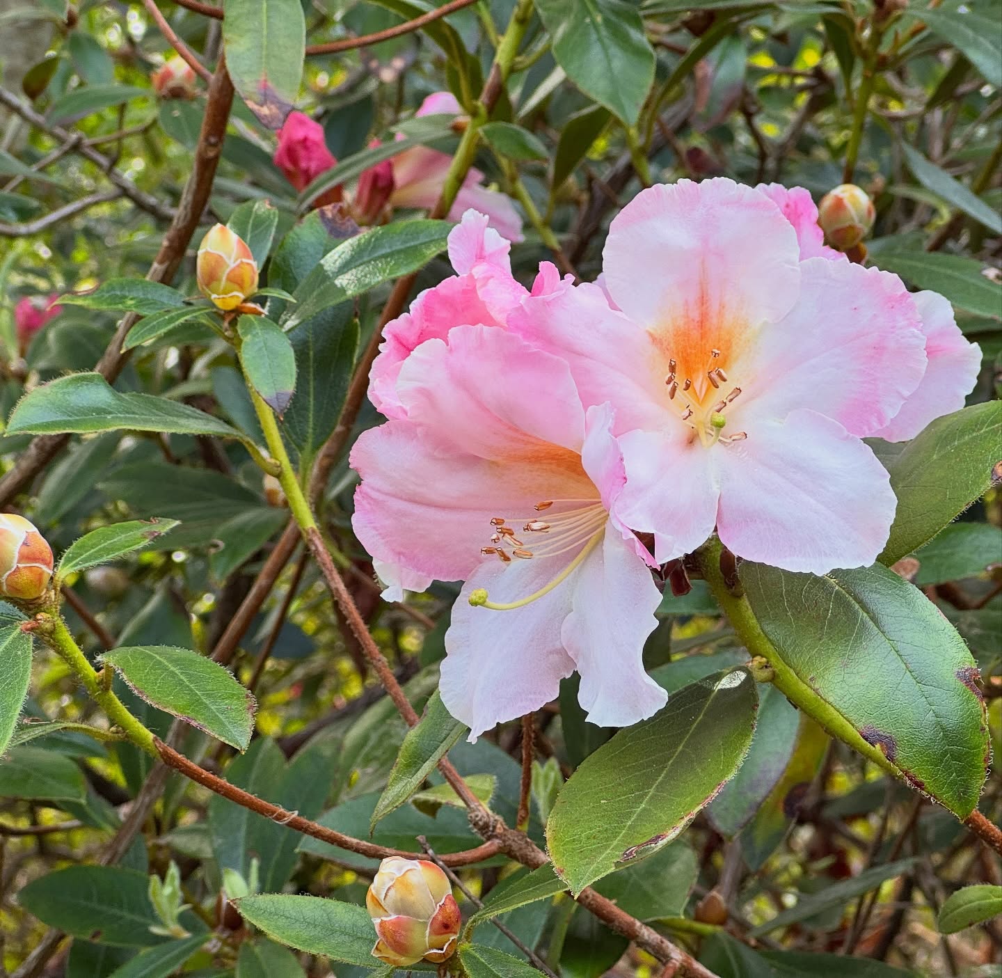 Rhododendron season is calling and Fridays just got a whole lot prettier.
Join us for a guided Rhododendron Walk at the Mendocino Coast Botanical Gardens, led by Dennis McKiver of the American Rhododendron Society’s local chapter. The first Rhododendron Walk kicks off this Friday, March 20, and continues every Friday through April 24 from 1:00–3:00 PM, beginning at the main entrance.
During peak bloom, more than 1,000 rhododendrons light up the Gardens in a spectacular coastal display you don’t want to miss. Stroll among one of the Gardens’ signature collections—featuring 124+ species and 315 taxa, many cultivated right here on the Mendocino Coast by passionate local growers. It’s part nature walk, part insider tour, and all-around spring magic.
🎟 These walks are free with Gardens admission. MCBG Members attend free! Sign up at https://www.gardenbythesea.org/rhodo-walks.
2026 Walk Dates:
Mar 20 • Mar 27 • Apr 3 • Apr 10 • Apr 17 • Apr 24
Come wander, learn, and maybe find your new favorite bloom.