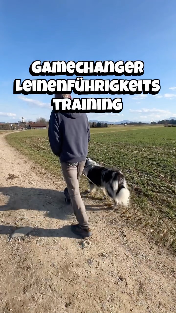 Choose your battles wisely 😉
Trainiere auf dem Rückweg von eurer Gassistrecke. Lasse deinen Hund auf dem Hinweg schnüffeln und trainiere auf dem Rückweg.
🟢 Gerüche sind weniger spannend
🟢 Du kämpfst nicht gegen die Neugierde deines Hundes 🟢 Dein Hund kann erst seine Bedürfnisse befriedigen
🟢 Du bist mental frei von „vllt muss er mal“ oder „er ist
heute eh zu kurz gekommen“ > Das macht dich Handlungsfahig, du kannst verbindlich & konsequent agieren.
>> übrigens auch für Rüden der entspanntere Gassiweg, wenn gerade alle Hündinnen in der Nachbarschaft läufig sind 😉
#leinenführigkeitstraining
#leinenführigkeit
#hundetraining