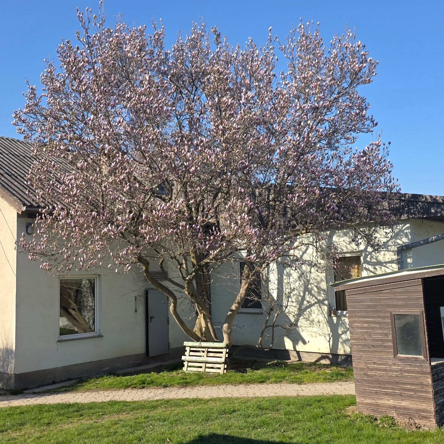 Jedes Jahr freue ich mich, wenn diese Magnolie blüht. Zum einen, weil der Frühling jetzt wirklich beginnt. Zum anderen, weil sie da steht, damit ich mich damals als kleines Kind nicht vergifte. Denn da, wo sie jetzt steht, stand vorher ein Goldregen. Danke, Mama. Und danke, dass ich hier zwischen Pferden aufwachsen durfte. Und danke für so viel mehr. Danke, Mama.