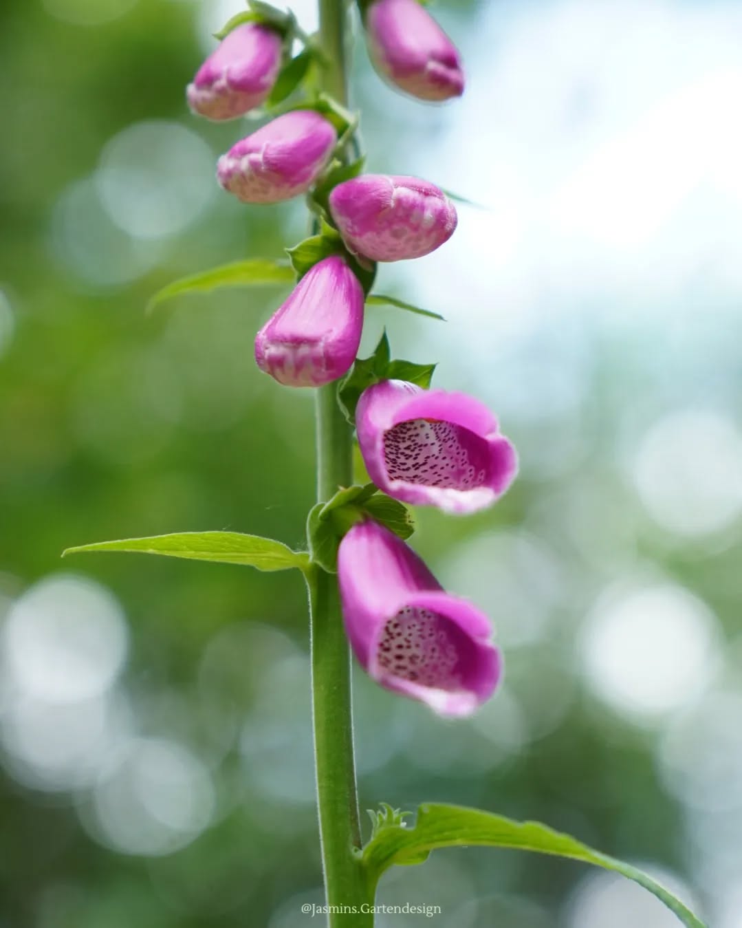🌱 PFLANZENWISSEN 🌱Fingerhut (lat. Digitalis pupurea); auf einer wunderschönen Waldlichtung gefunden
Und hast du die Pflanze auch erkannt?
FAKTEN:
- Wuchs aufrecht, grundständiger
Blattschopf, horstig,
- Wuchsbreite 30 - 50 cm, Wuchshöhe
80 - 130 cm
- purpurrote traubenförmige Blüten,
Blütezeit Juni - Juli
- schöne Solitärstaude, zweijährig,
winterhart
- alle Pflanzenteile stark giftig!
- Boden frisch, durchlässig, kalkfrei,
humos-lehmig
- sonniger Standort bis Halbschatten
- Bienenweide, Gehölzrand,
Freiflächen
.
.
.
.
.
.
.
.
.
.
.
.
.
.
.
.
#Landschaftsarchitektur
#landschaftsfotografie
#Landschaftsgestaltung #landschaftsphotography #landscapedesign #Gartengestaltung #gardendesign #gartenentwurf #garteninspo #gartenjournal #gartenbau #gartenfotografie #gartentipps #gartenwissen #gartenblog #gartenberatung #Hausgartenplanung #homeandgarden #hausbau2023 #hausbau2022 #hausbau2024 #pflanzencommunity #pflanzkonzepte #pflanzenfotografie #pflanzideen #pflanzenwissen #wissenswert #grünerwohnen #grünimgarten #grünkonzepte