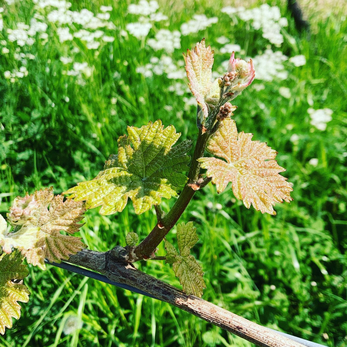 Mit zunehmender Temperatur geht’s richtig vorwärts!!!
#redwine
#winelover
#lieblingswein
#ilikewine
#pinkwater
#rosé
#ladywine
#womenwine
#wineforwomen
#veganwine
#hamburg
#münchen
#hannover
#berlin
#weinglas
#wineglass
#hip_hip_rose
#pfalz
#pfalzlust
#süw
#heimatliebe
#100prozentpfalz
#lustauflandau
#lustaufsuew
#lustaufpfalz
#zumwohldiepfalz
#suedlicheweinstrasse