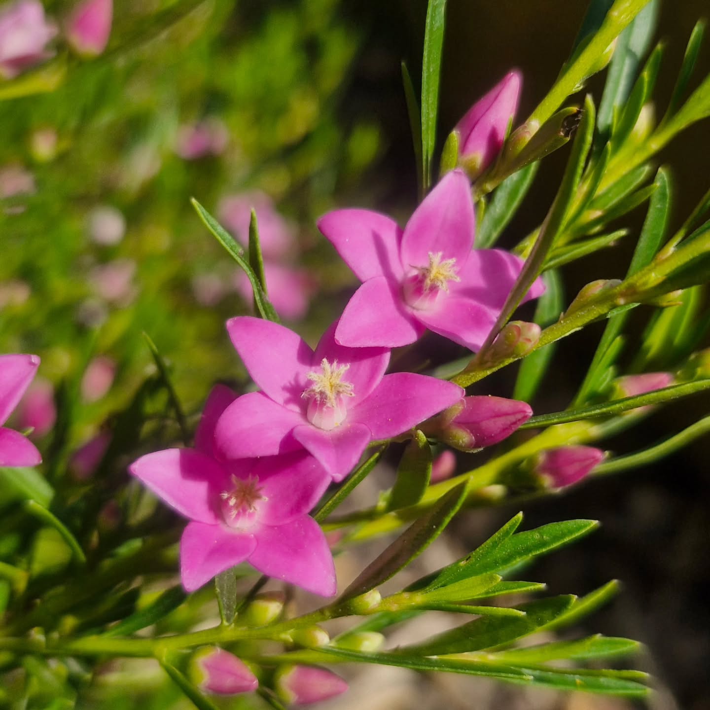 Croweas!!!
The shining little stars of a native garden...or any garden. Long flowering little round balls of loveliness.
Autumn flowers in variations of pink or white. Typically 0.5m to a max 1m tall.
#crowea #nativeplantnursery #australiannativeplants # lovethynative #canberragardener