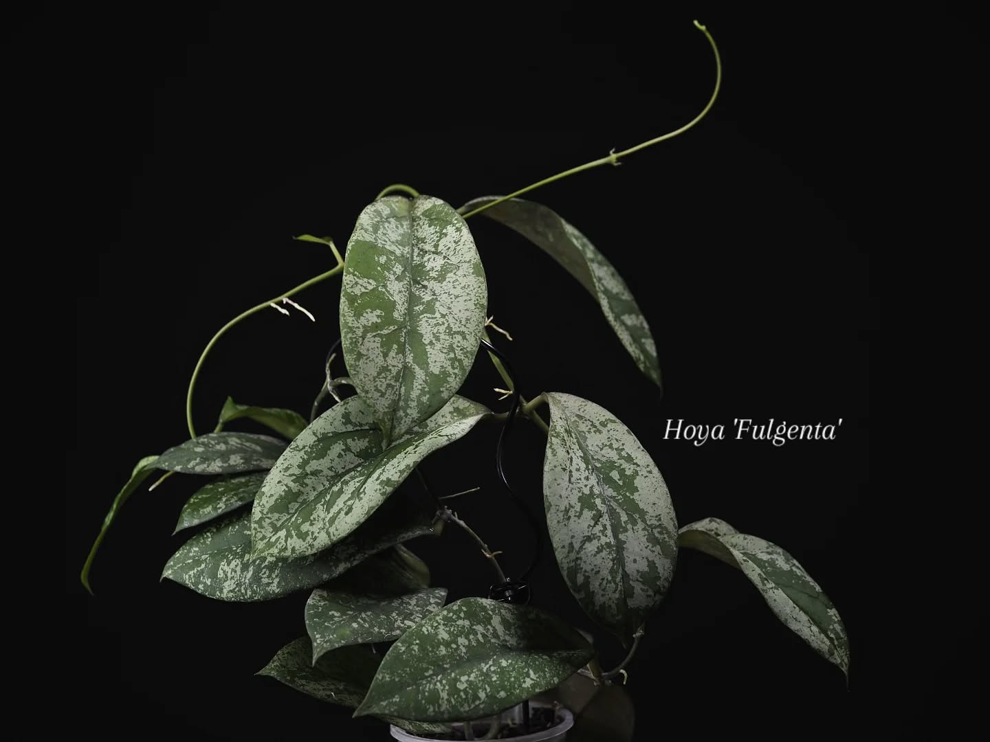 Perfect blend of two all time classics.
This hybrid of Hoya nicholsoniae 'New Guinea Ghost' x Hoya sp. Gunung Gading is unique not just in texture and appearance, but also because it actually grows beautifully under lower light conditions, as well as high light. Usually you have to pick one over the other. Ink any case, I'm super happy to have this gem in our selection. Thanks @yasim.orchid for producing some extraordinary hybrids.
#hoyafulgenta
#hoyafulgentaymh035-02