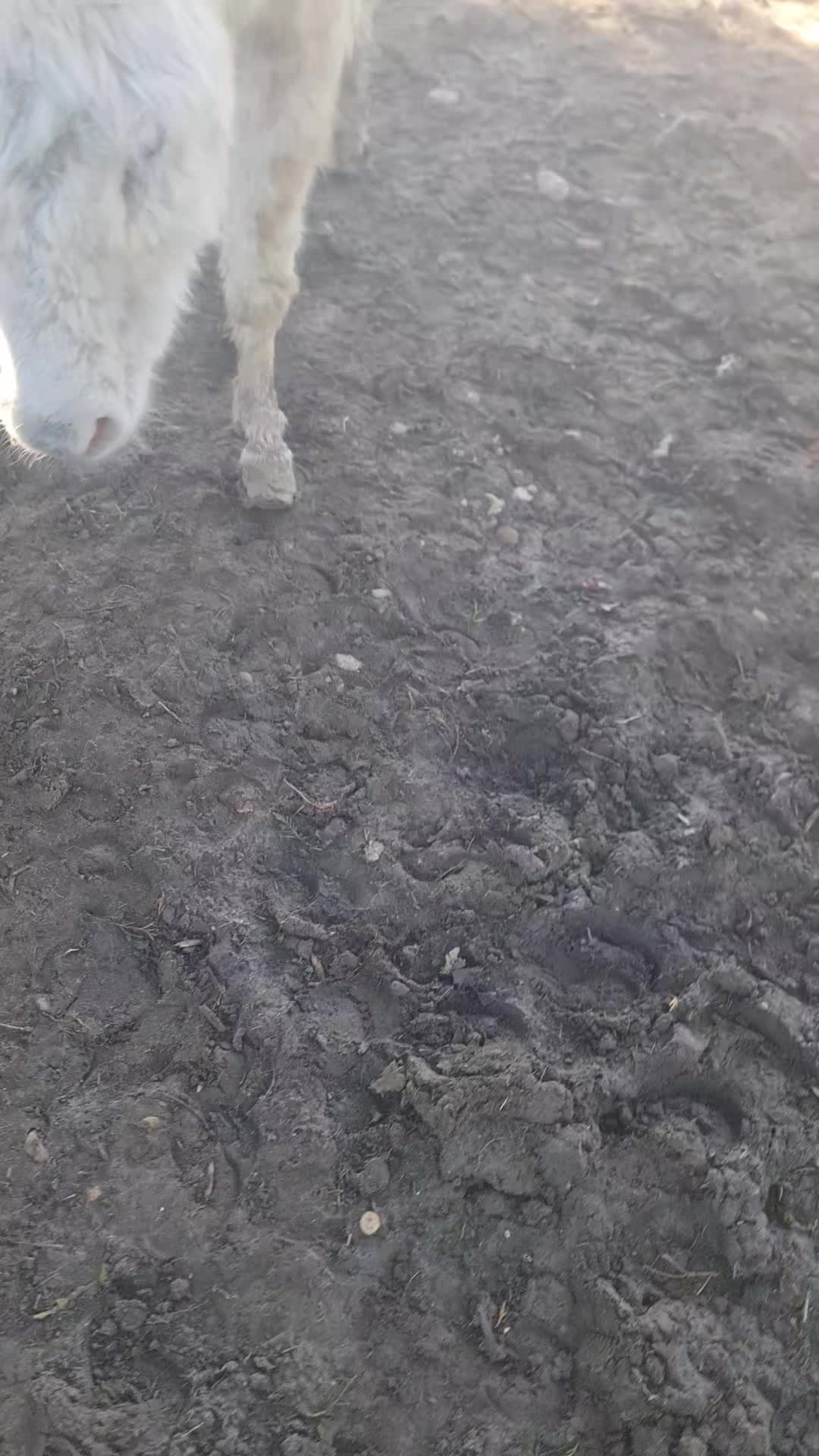🌞 Un matin ... 🌿
#ferme #agriculture #poney #love #mornings
Région Auvergne-Rhône-Alpes Ville de Bourg-en-Bresse Ville de Mâcon Ferme découverte des 2 Cocottes