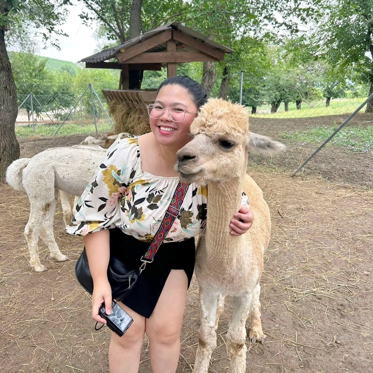 Exploring the enchanting blend of ancient history and modern marvels in Baku, Azerbaijan 🌍✨
I also spent a magical day at an alpaca farm which is the highlight of the whole travel. 🦙🌿 Who knew these not so fluffy (because its summer) friends could be so cute? #AlpacaAdventures #TravelAdventures #BakuBound #DiscoverAzerbaijan #qingtravels