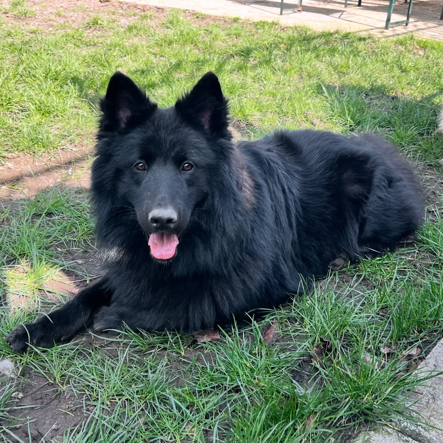 Dunkel, our solid Black stud male 🖤 #swishsheps #shepherddog #shepherddogs #germanshepherd #breakfreefromthekc