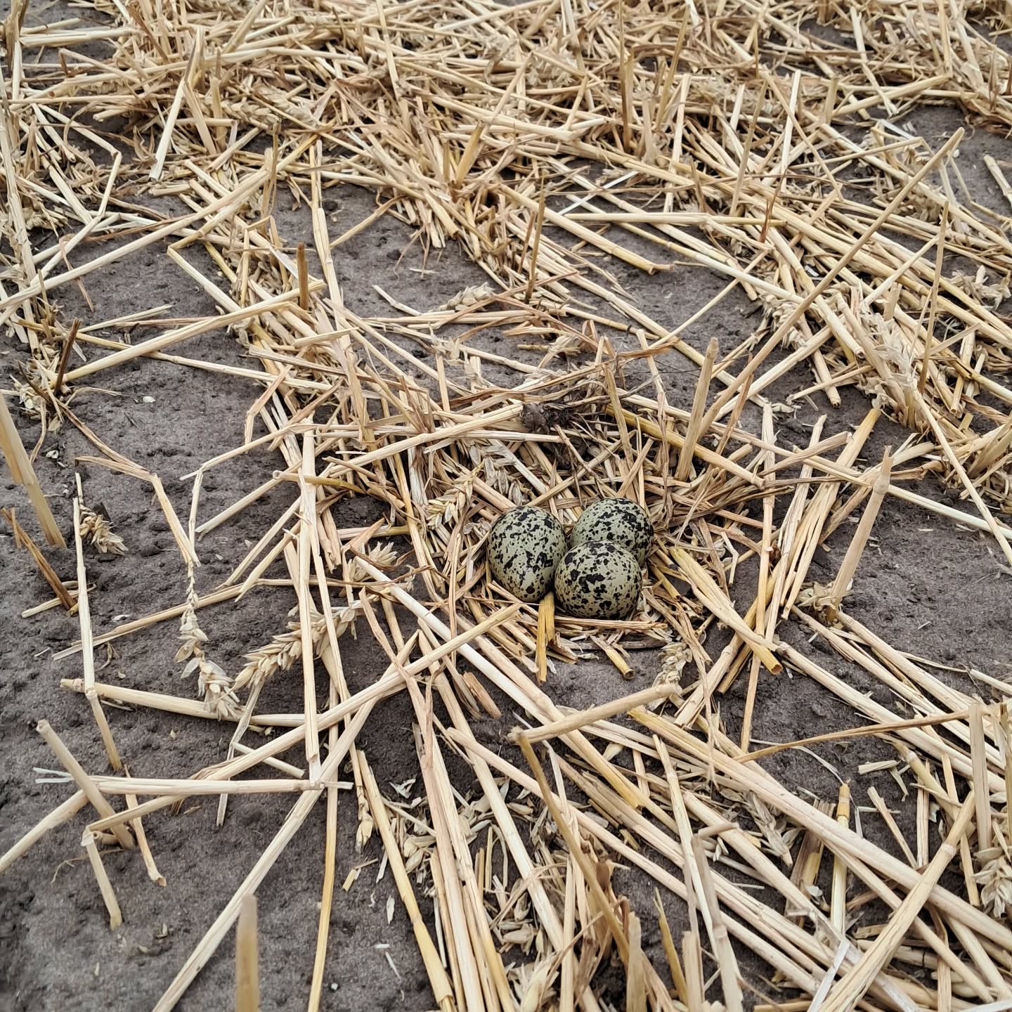 Hoe tof: in onze vorige week geplante kale schubben vonden we alweer een prachtig nest met kievitseitjes 😃
Een mooi teken dat natuur en bollenteelt prima samen kunnen gaan