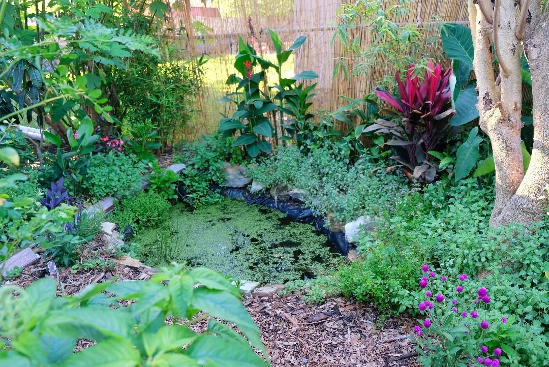 Pond Garden Update! It's been 4 months since I installed my second pond in the backyard. I added several edible and medicinal plants that do well around water- including aquatic mint, water leaf spinach, bacopa monneiri, purslane, and gotu kola. Malanga, arrowroot, galangal, and canna lilly are a few edibles that surround the pond and fill it in nicely. The pond is filled with mosquito fish, frogs, and a few goldfish. I don't use a water pump and I don't feed the fish. It is becoming a more sustainable aquatic ecosystem each day. Water has a high heat capacity which means the pond will cool off the garden on hot days but release heat on cool nights and help prevent frost damage. All you need is some old carpeting, a pond liner, and a little creativity. Let nature work for you! 🌱 #pondgarden #permaculture #regenerativefarming #aquaticplants #aquaticgarden #aquaponics #floridagardenpond #floridagardening #pond #gambusia