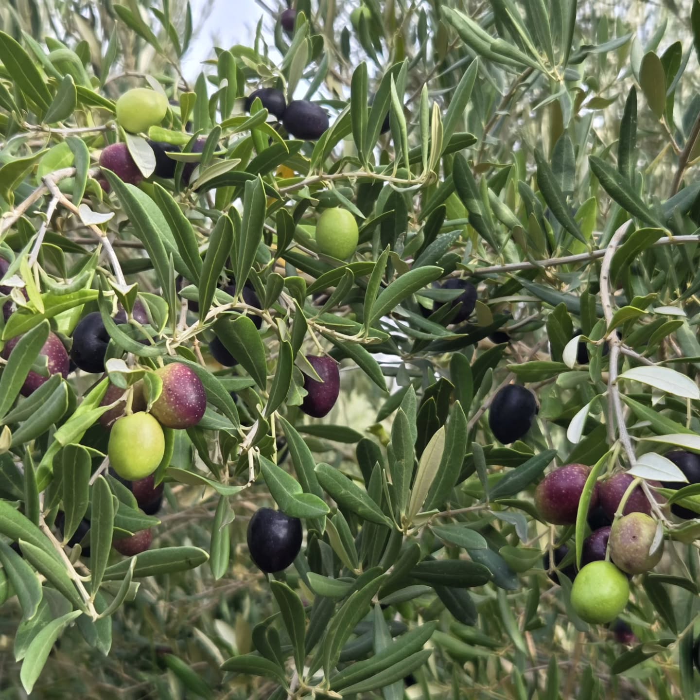 From tree to brine 🫒
Our ripe olives were harvested today and are now curing slowly — the first step toward something delicious.
As we prepare for the main harvest at the end of March, when the olives are pressed into our golden oil, this is a small but special moment in the season.
#FromTreeToTable #Olives #HarvestSeason #kleinnektar