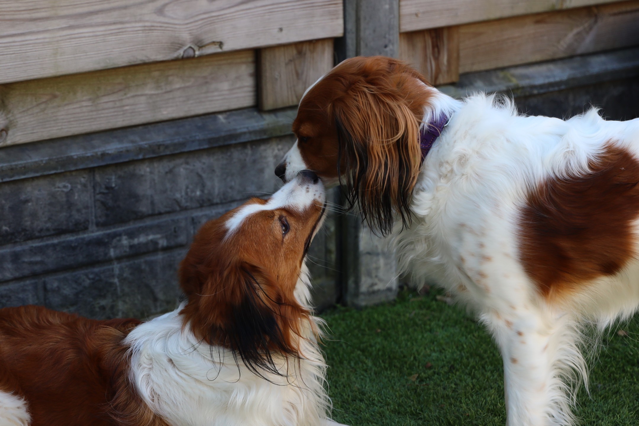 Liefde op het eerste gezicht!
Indy en Zazu, is het geen knap stel? ❤️
Lees alles over hun ontmoeting in de nieuwe blog. (link in bio)
#kooikerhondje #kooikerofinstagram #kooiker #hetgooisforest