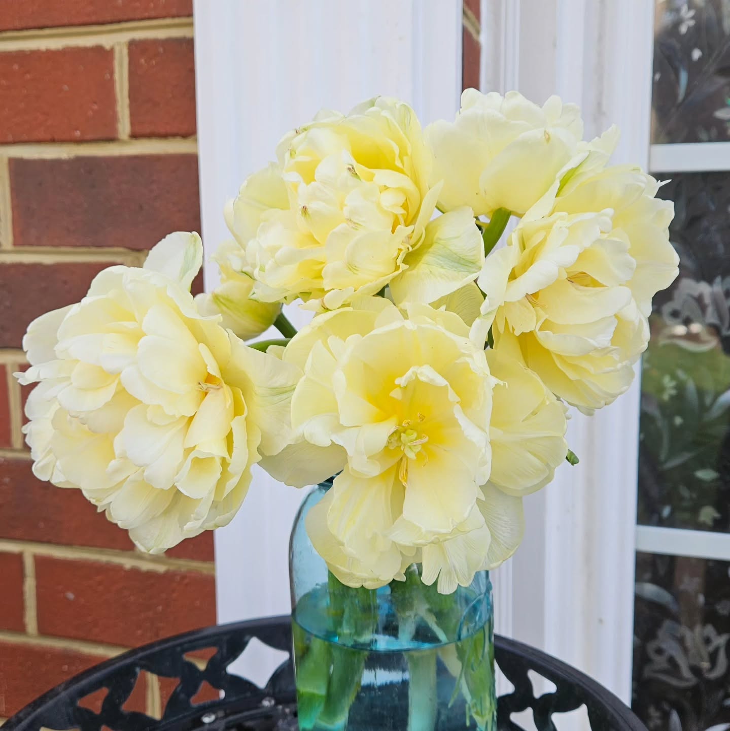 Fresh tulips available now! These open to BIG buttery yellow peony-like blooms. $20/bunch. Message me!
#Tulips #freshflowers