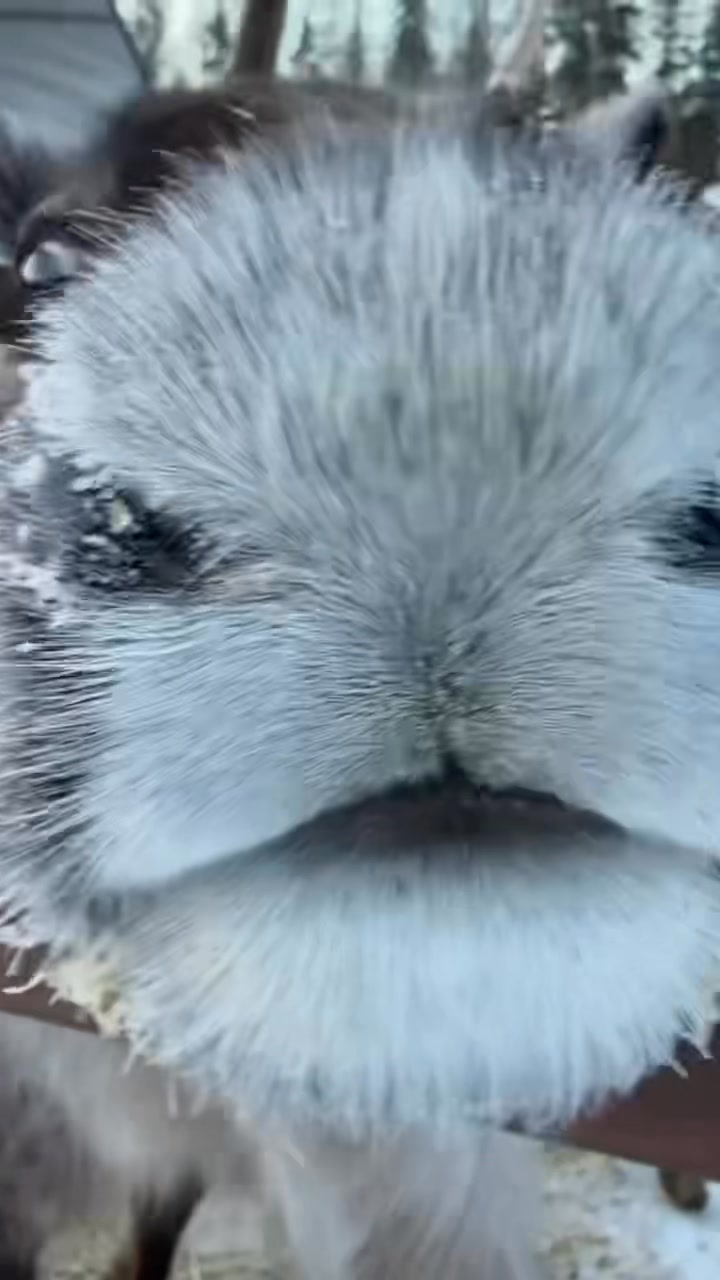 Hopefully this was my last below zero morning check. Can’t wait for spring because that means babies!!
#alaska #reindeer #spring #morning #belowzero