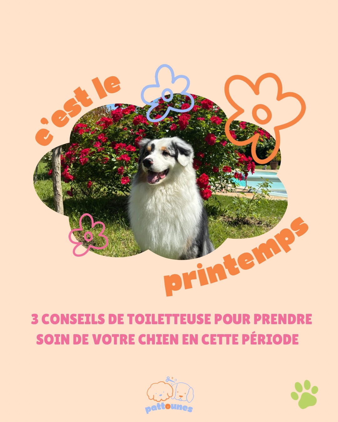 Le printemps est arrivé !! 🌸☀️
C’est une saison que j’apprécie particulièrement ! Et vos toutous aussi j’en suis sûr ! 🐶✨
Mais entre les petites bêtes qui sont de retour, la mue ou encore les épillets, cette saison demande une attention particulière ! 🌻
Glissez vers la droite pour découvrir mes 3 conseils indispensables pour passer un printemps serein ! 🌸
✨ Réservez votre séance à domicile ! ✨
🐶 Info et réservations : envoyer moi directement un dm ou contactez moi au 06.60.56.52.73 ! ✂️
Toilettage à domicile, toilettage saintes, chien, printemps, bien être animal
#toilettagecanin #toilettage #bienetreanimal