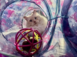 Now this toy has nowhere to go! @jenmid12
#WoofHoofMew #morrisoncolorado #evergreencolorado #conifercolorado #petsitting #petsitter #cattunnel #kittenplay #cattoys