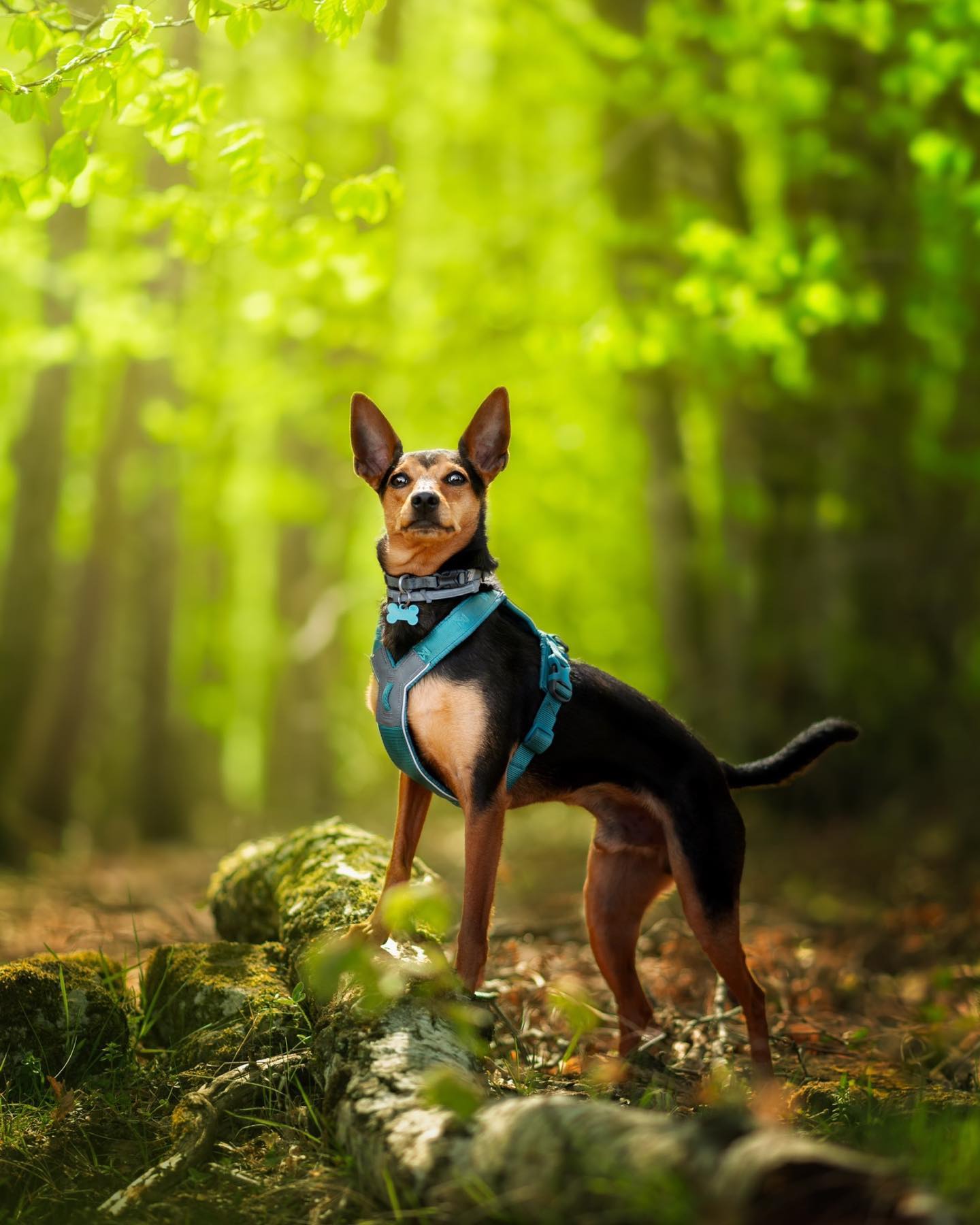 🍪 O R E O🍪
Aún no he subido nada de la sesión que tuvimos con este pequeñajo en Vic que la verdad que disfrutamos todos un montón! Hicimos una rutita muy chula mientras hacíamos fotitos por dónde nos parecía❤️
📸: Nikon Z6ii + 85mm f/1.8