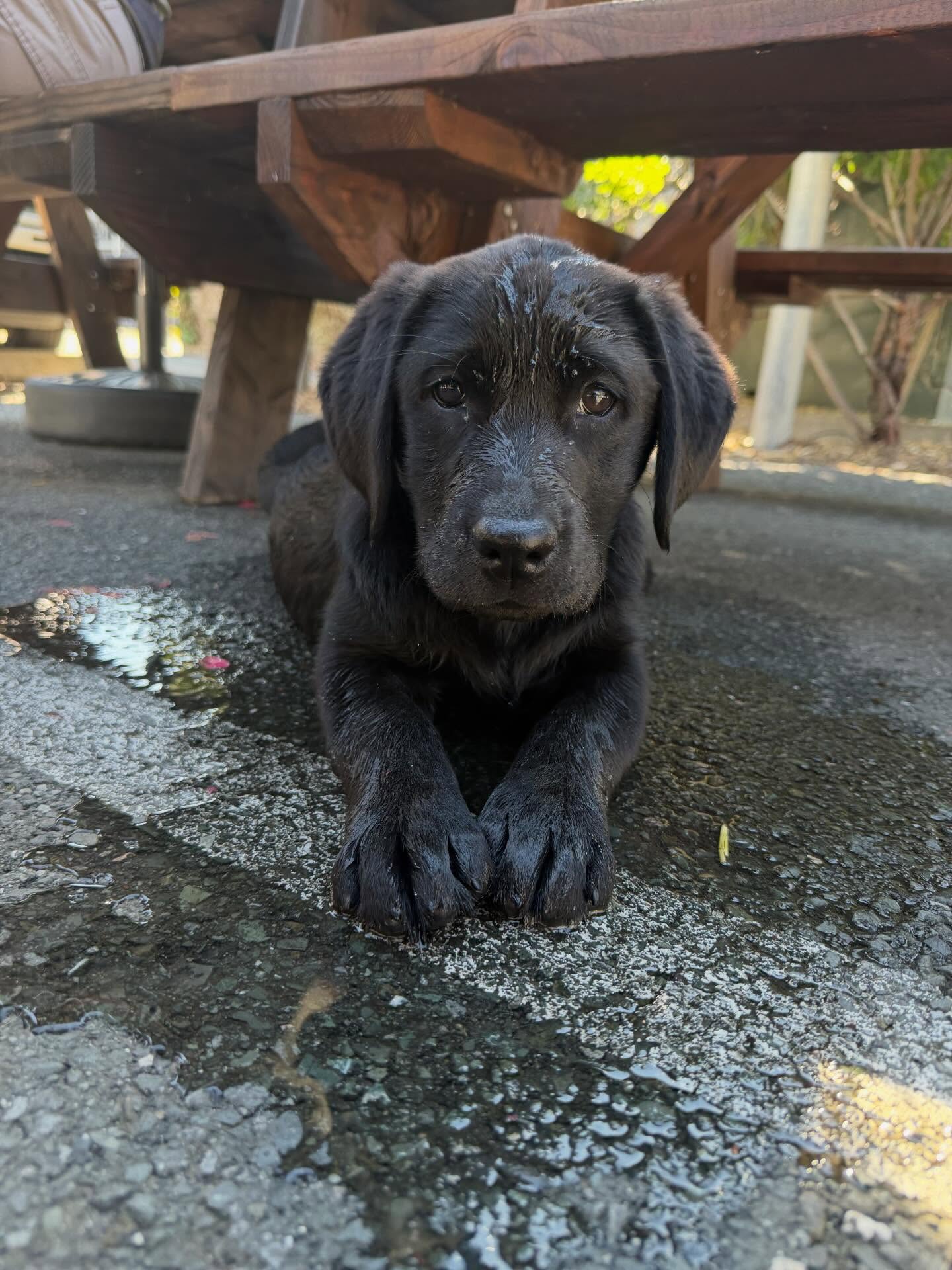 Ok, this girl gets a name. The keeper girl from our Tesla X Gator litter!
š Moonlightās Black Betty
#bkacklabrador #blacklabpuppy