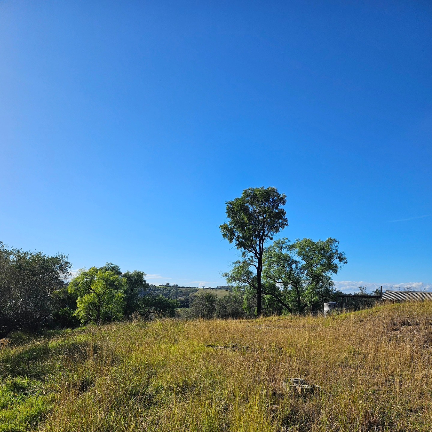 New garden plans for this gorgeous spot, nestled between our olive trees and my chicken pen...and little Lord Sausage Roll approvesš
.
.
.
#farmtotable #olivefarm #oliveharvest #olivetree
#farmliving #farmlife #farmingĀ #oliveorchard #olivetreezĀ #landscapes #landscapelovers #foodie #olivefarm #evoo
#oliveoil #oliveoillovers #foodfollowers #extravirginoliveoil #shoplocal #camdenlocalproduce #organic #oliveoilbenefits #farmtotable #olivefarm #oliveharvest #olivetree #cooltosee #olivepress #organicoliveoil #extravirginoliveoil
#coldpressed #coldpressedextravirginoliveoil
#gardening #gardeninglover