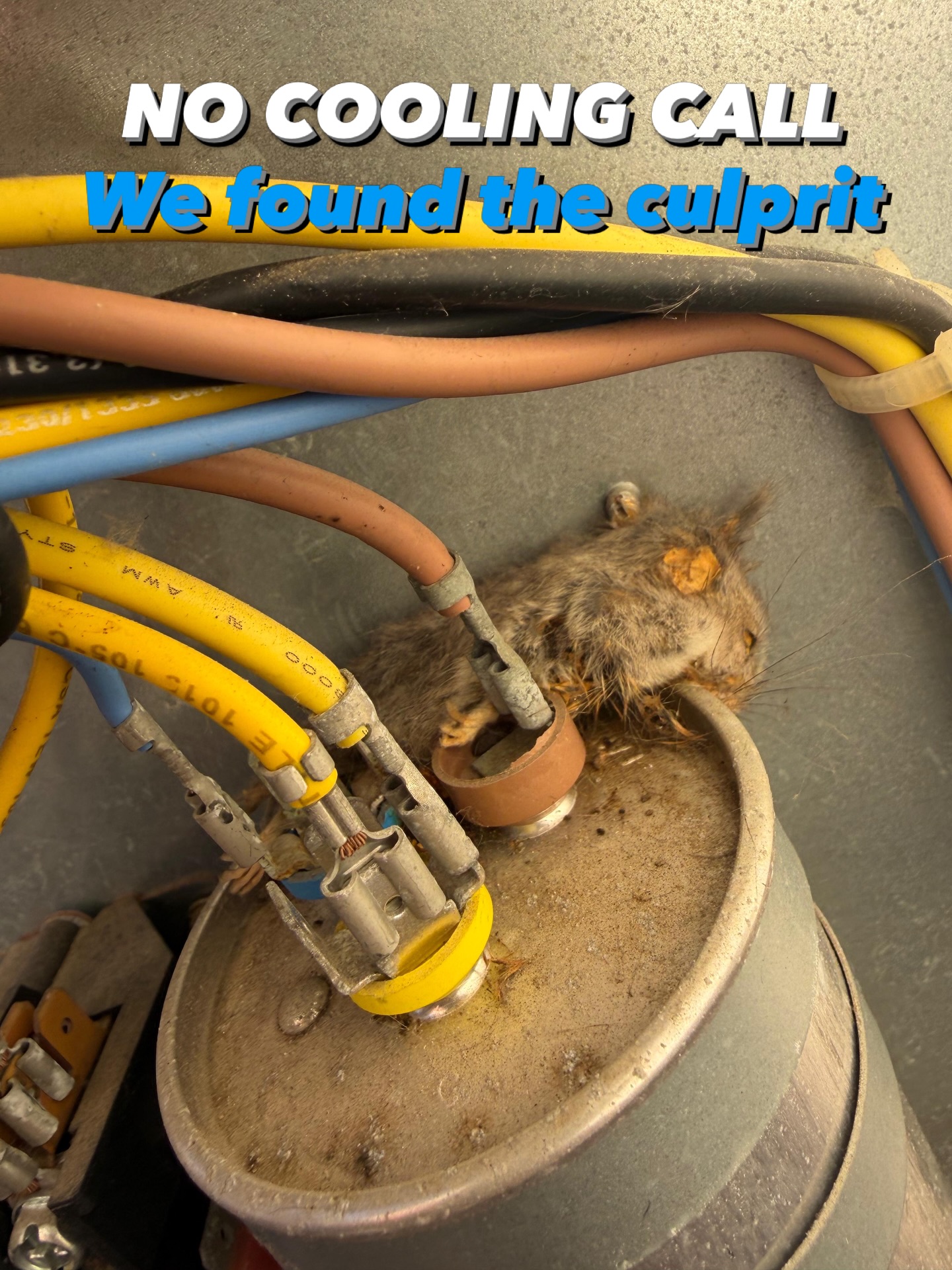 It’s important to have your AC system serviced! 🫣🥴. This guy caused a short and the AC stopped working