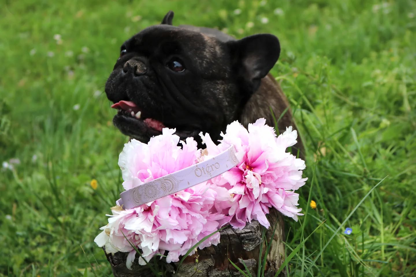 🌸 Le printemps🌿
Le soleil pointe le bout de son nez, les fleurs éclosent... et les sorties deviennent plus longues
(et parfois plus salissantes !😅).
C'est le moment idéal pour (re)découvrir nos incontournables colliers en Biothane®.
Pourquoi est-ce l'accessoire indispensable pour votre chien ce printemps ?
✨ Look pimpant : Des couleurs qui ne ternissent pas, même sous un grand soleil.
💦 Zéro stress : Une flaque d'eau ? Une averse printanière ? Le Biothane est 100% imperméable et n'absorbe pas les mauvaises odeurs.
🧼 Nettoyage express : Un coup d'éponge après la balade et le collier redevient comme neuf, prêt pour la photo !
💪 Solidité garantie : Pour les explorateurs qui aiment se faufiler partout.
Comme Otero, optez pour l'élégance sans sacrifier l'aventure. Le Biothane, c'est le style qui dure, saison après saison. 🐾